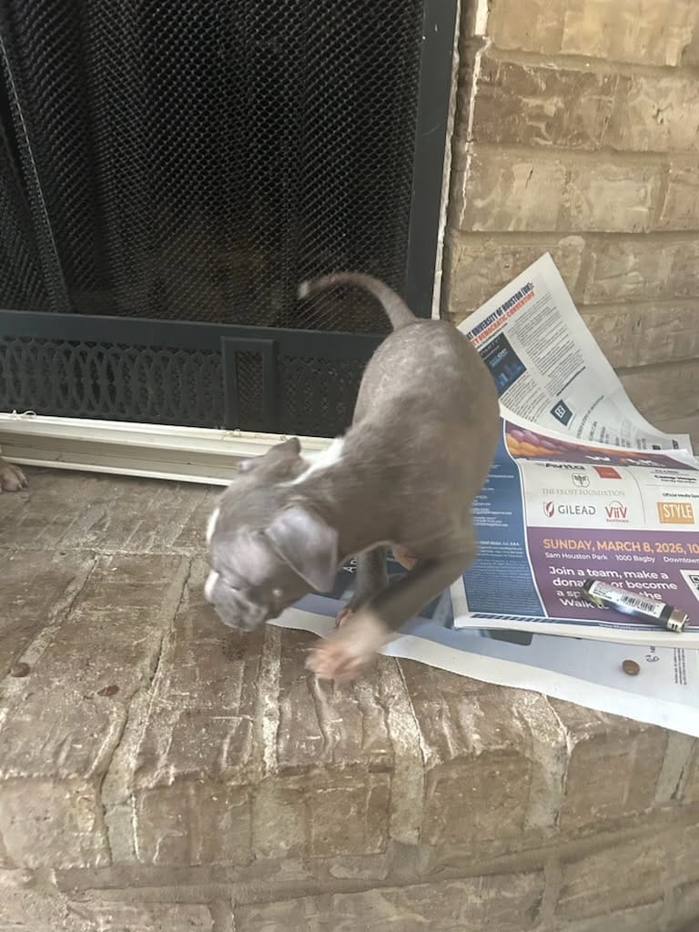 Roxy – American Staffordshire Terrier, American Pit Bull Terrier puppy for sale in Houston, TX