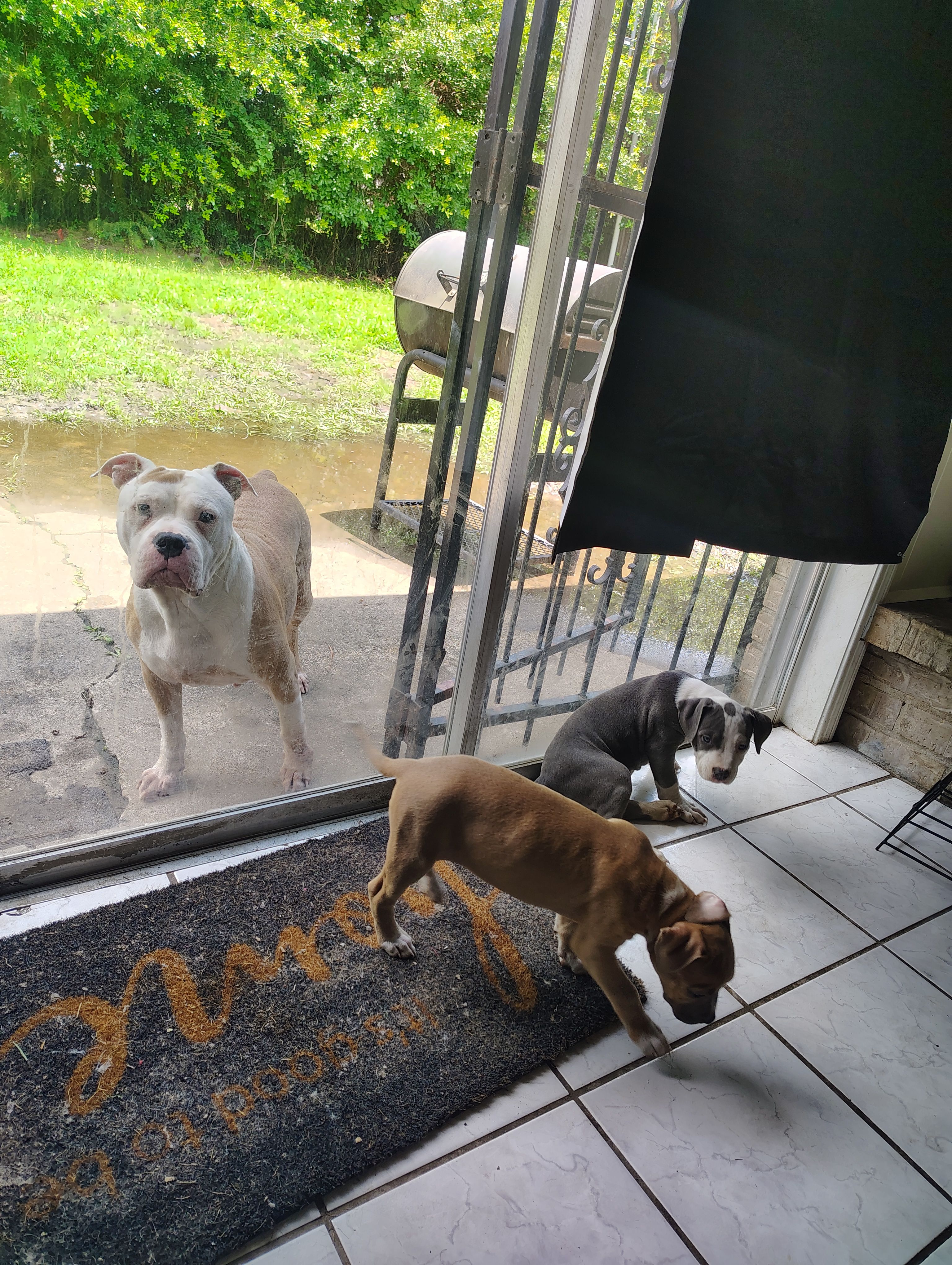 Roxy – American Pit Bull Terrier puppy for sale in Houston, TX