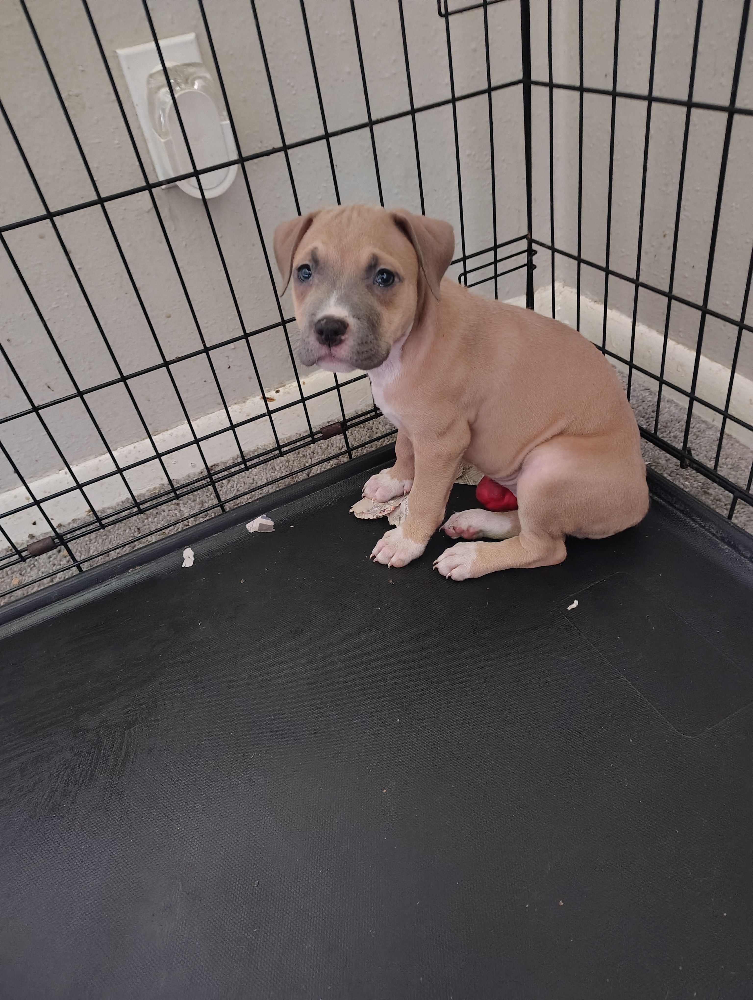 Roxy – American Pit Bull Terrier puppy for sale in Houston, TX