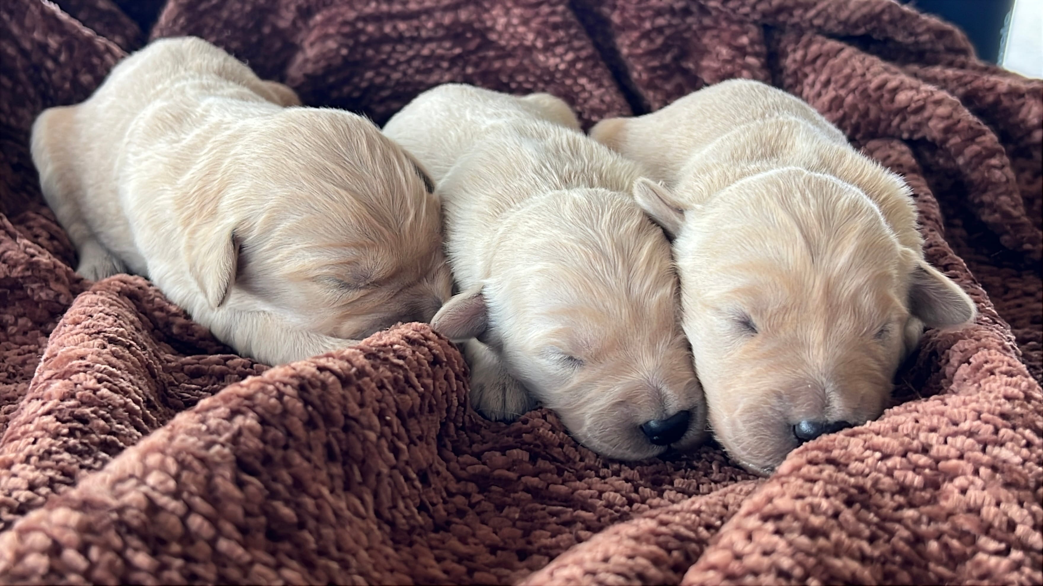 Spring – Golden Retriever puppy for sale in Tucson, AZ