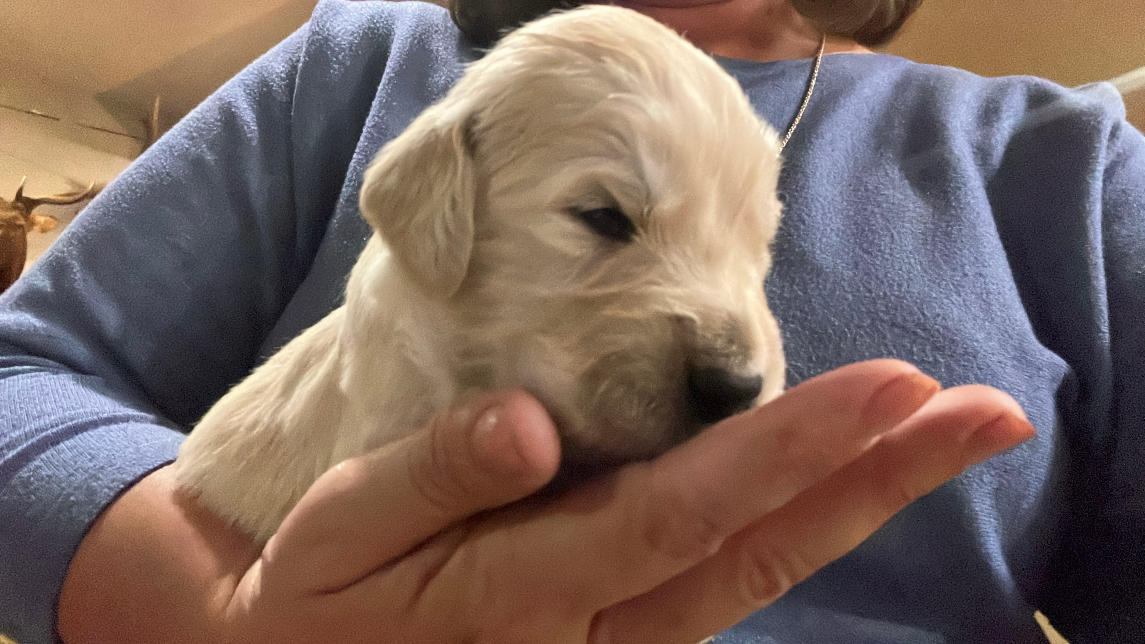 Summer  – Golden Retriever puppy for sale in Tucson, AZ