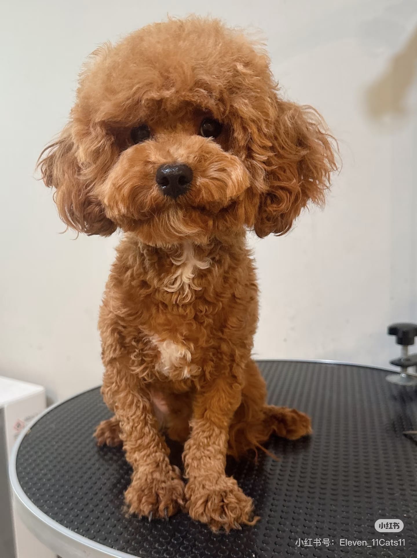 Benny – Cavapoo puppy for sale in Queens, NY