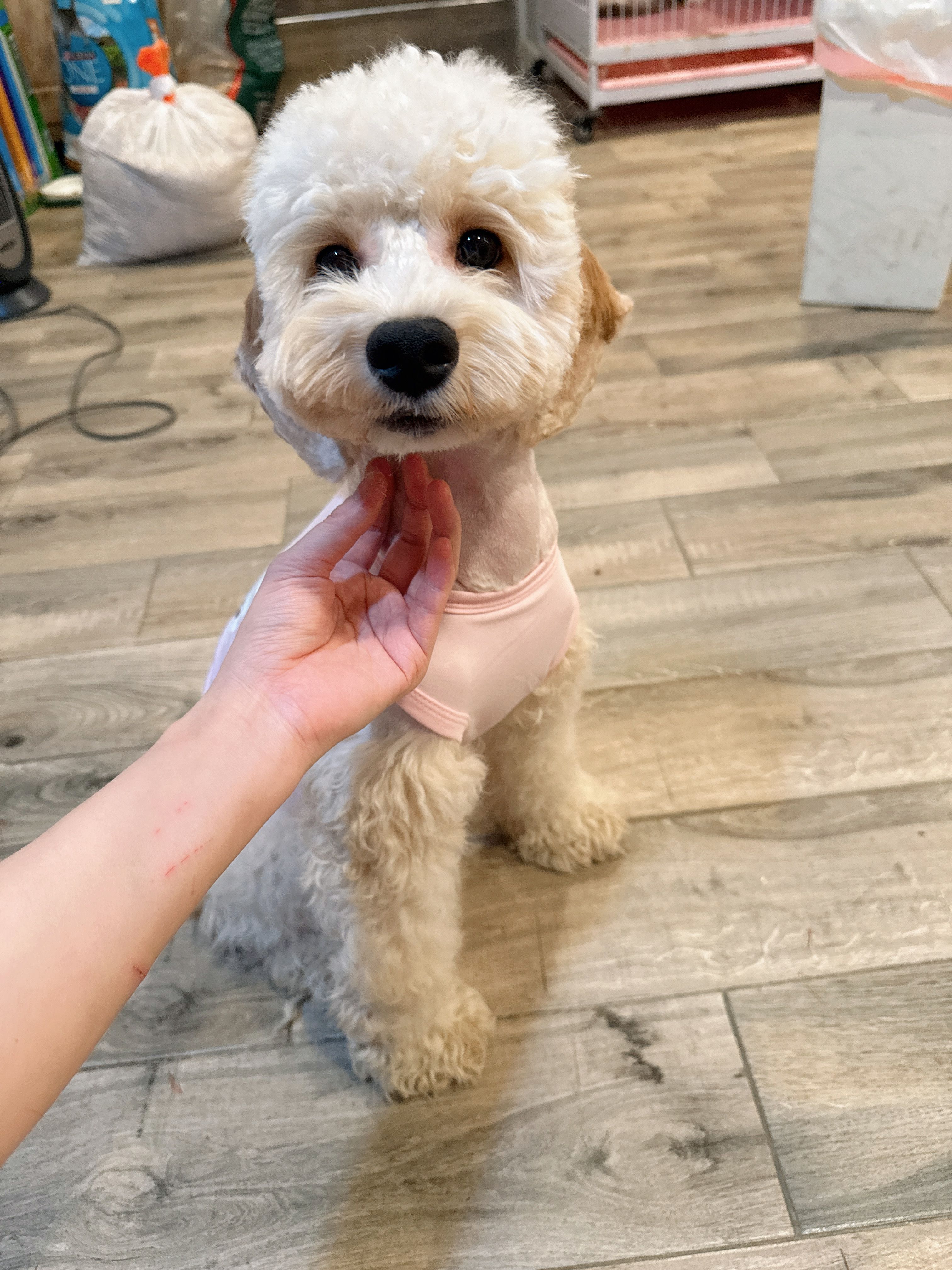 Cookie – Cockapoo puppy for sale in Queens, NY