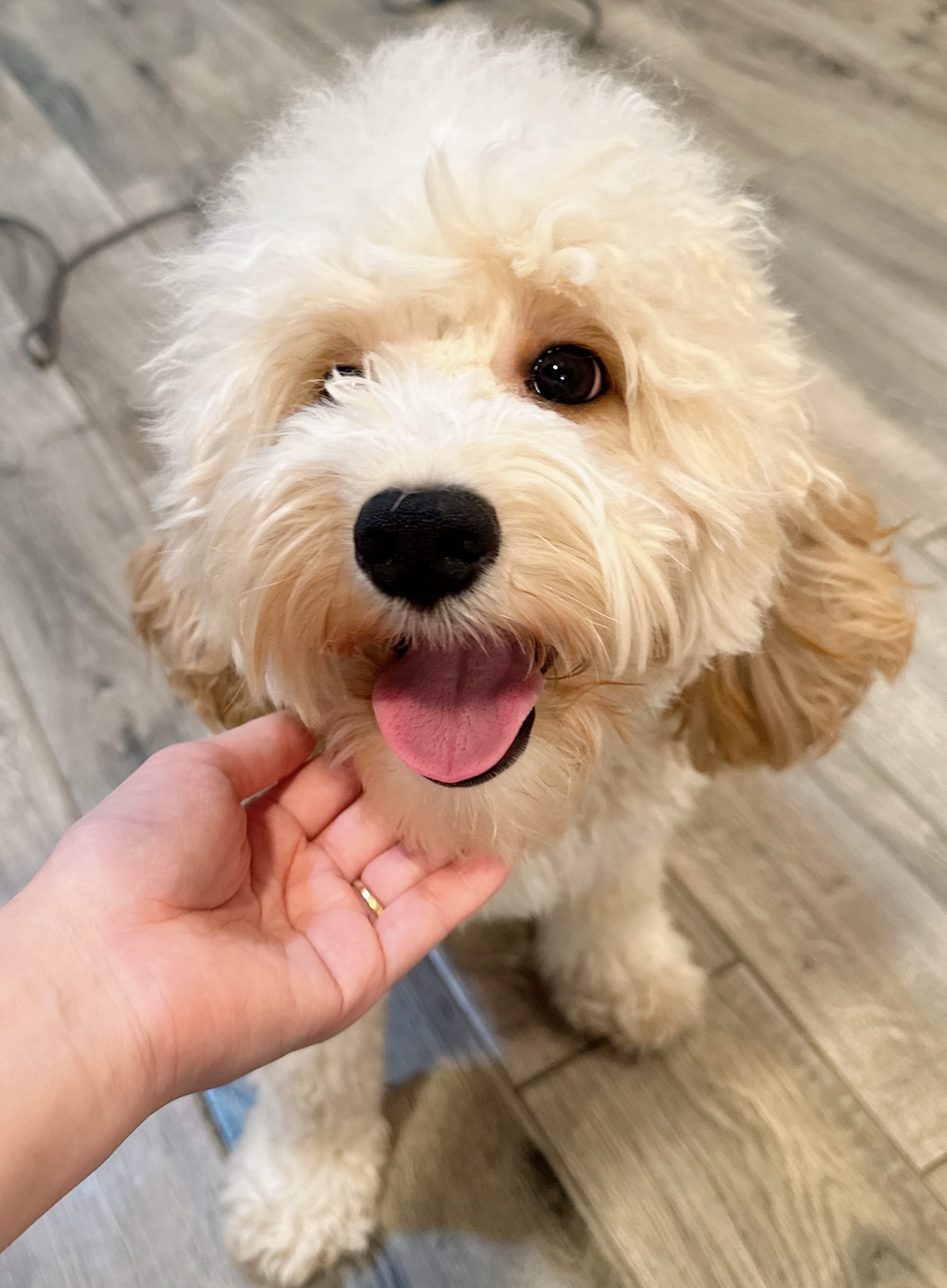 Baby – Cockapoo puppy for sale in Queens, NY