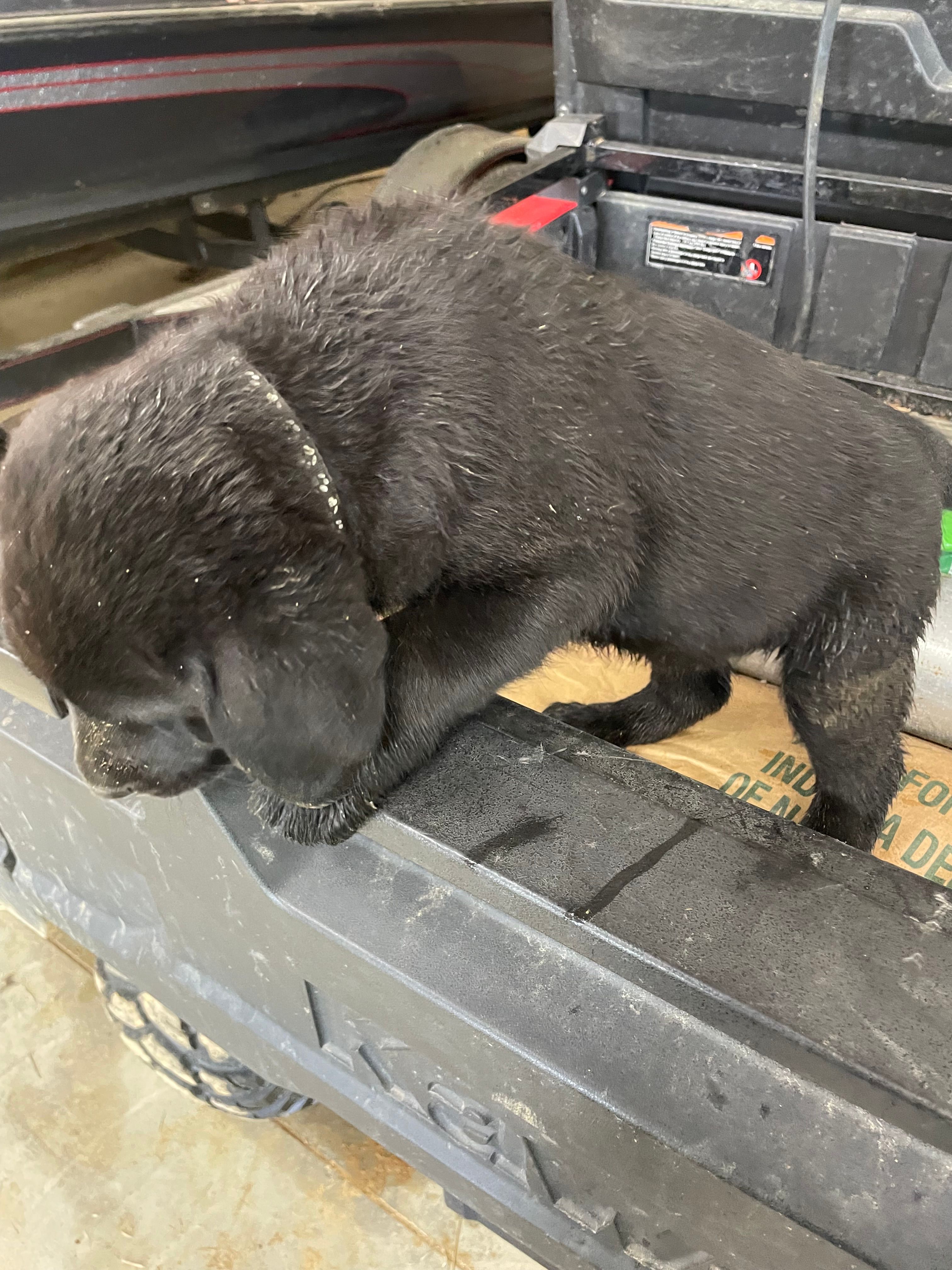 Black Boy – Labrador Retriever puppy for sale in Evanston, IN