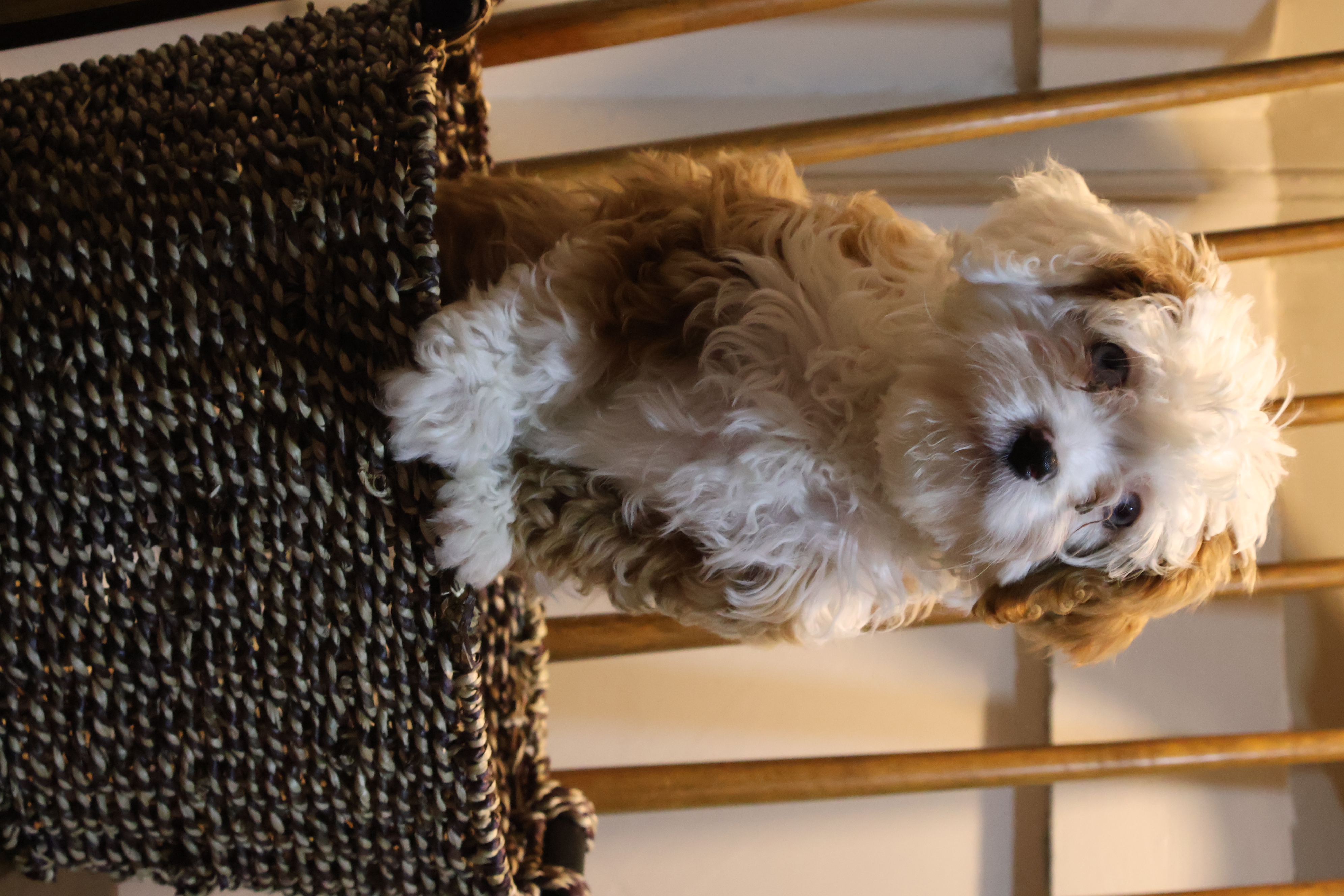 Snow – Cavapoo puppy for sale in Constantine, MI