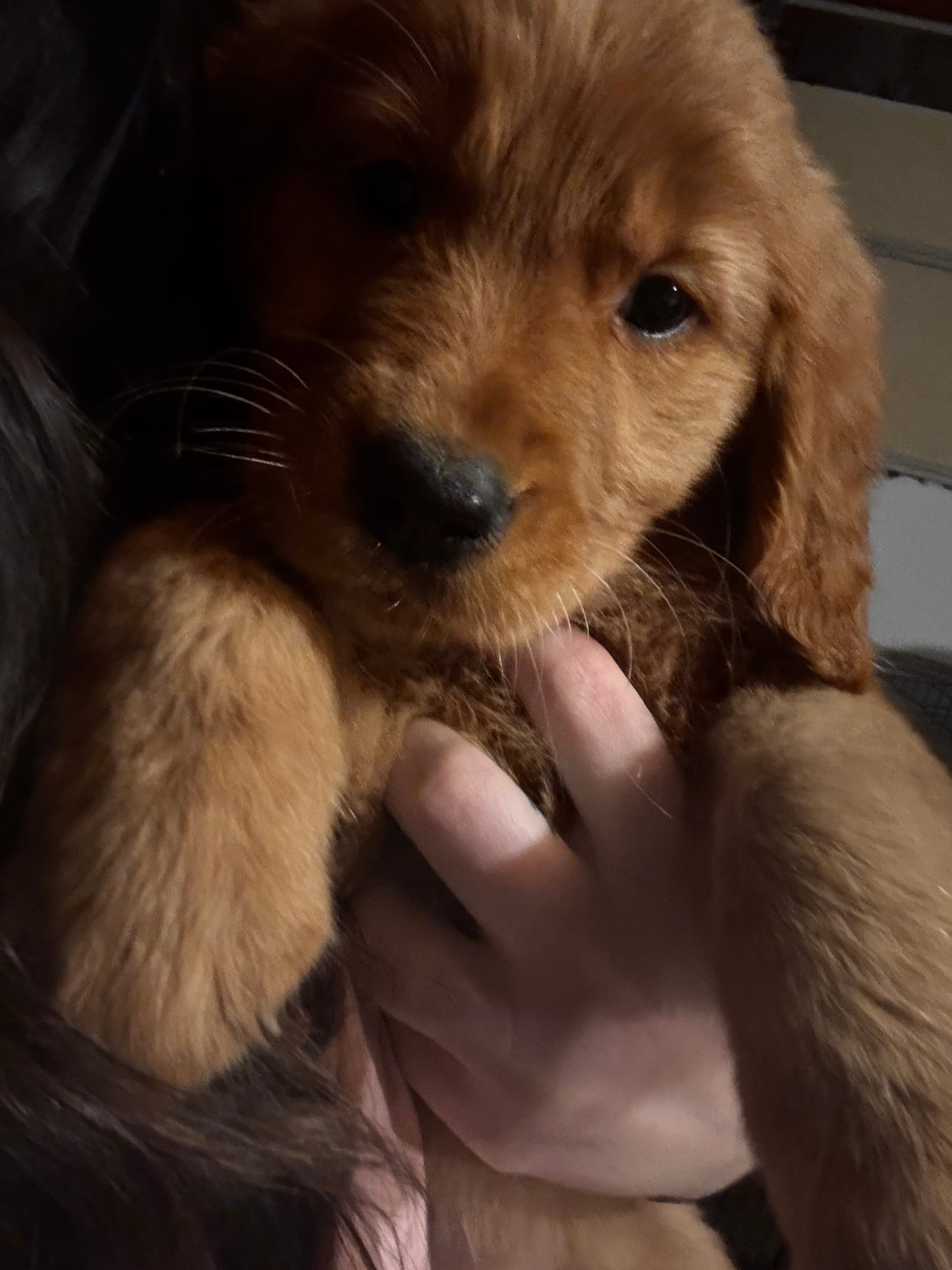 Winston  – Golden Retriever puppy for sale in Iowa City, IA