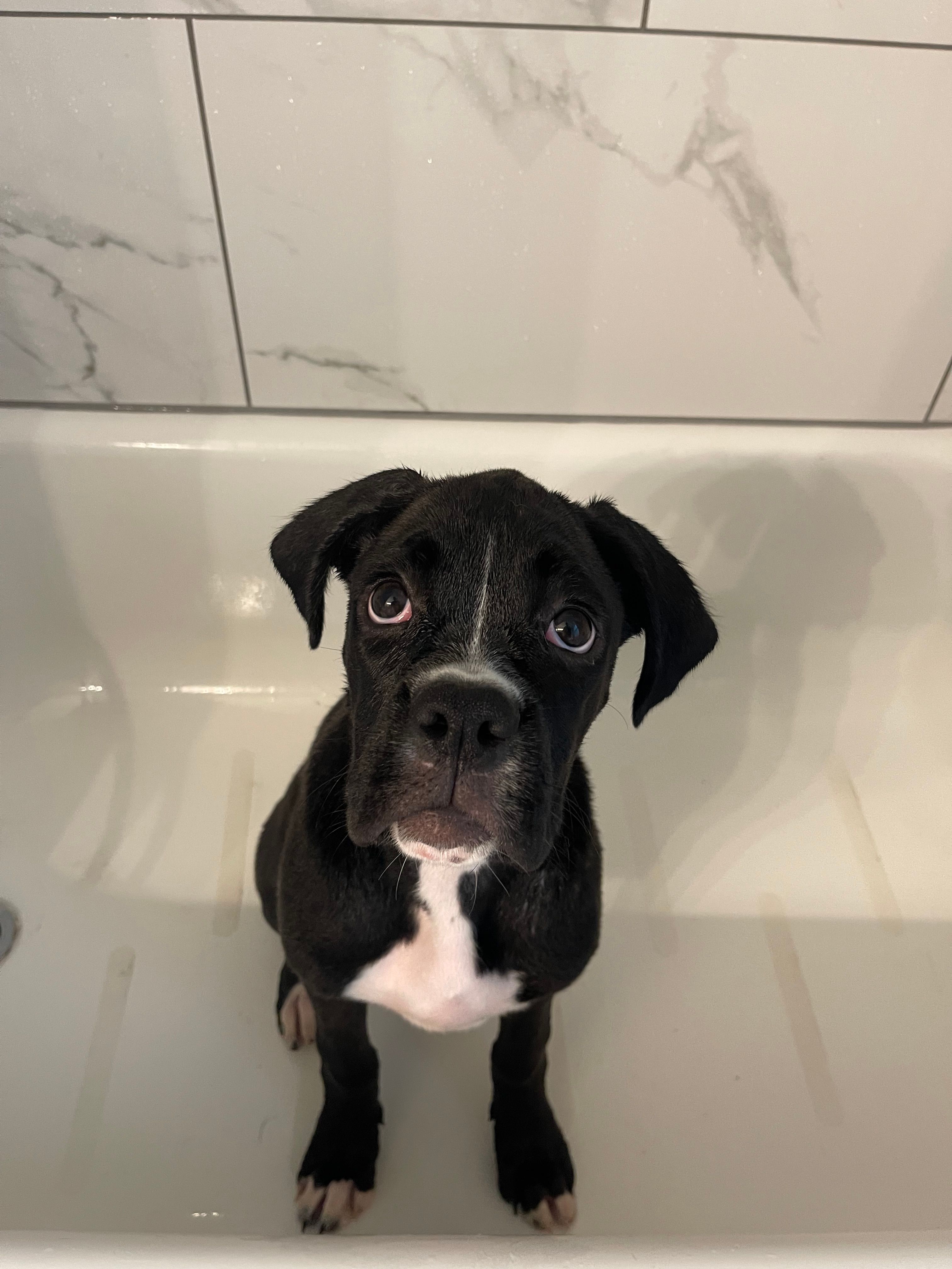 Daisy – Boxer puppy for sale in Hiram, GA