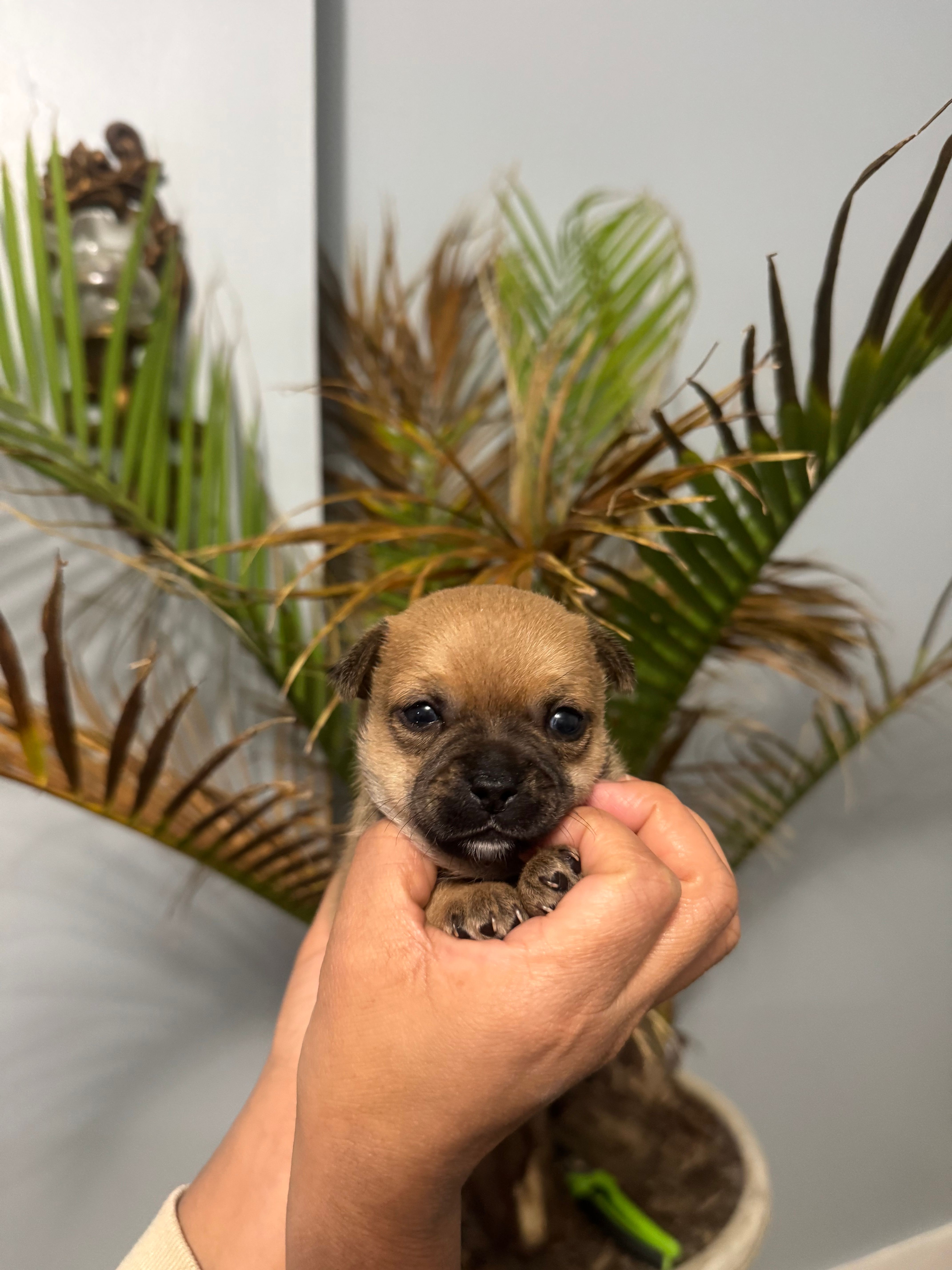 Peanut – Chihuahua puppy for sale in Summerville, GA