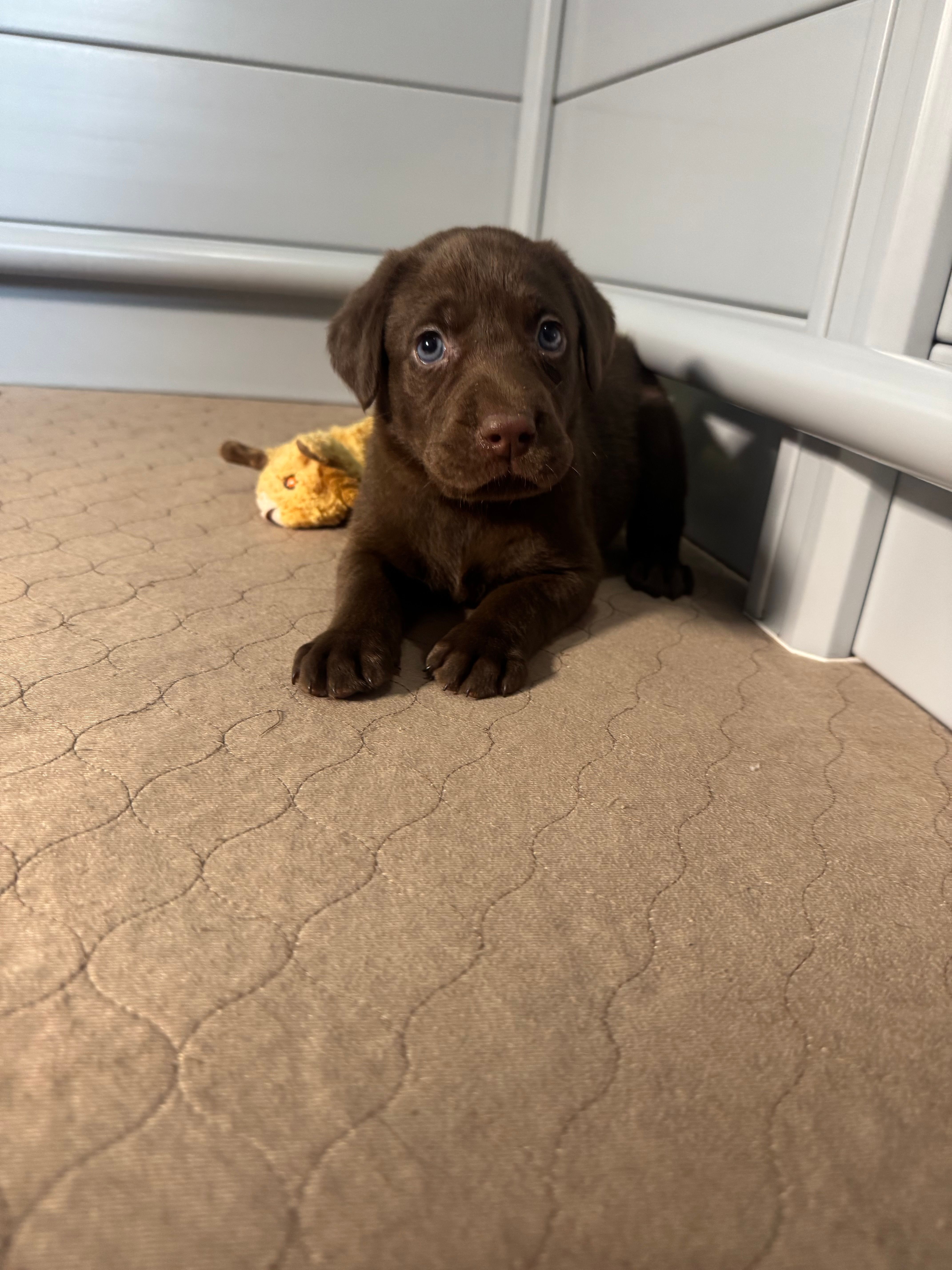 AKC. Green Collar  – Labrador Retriever puppy for sale in Summerville, GA