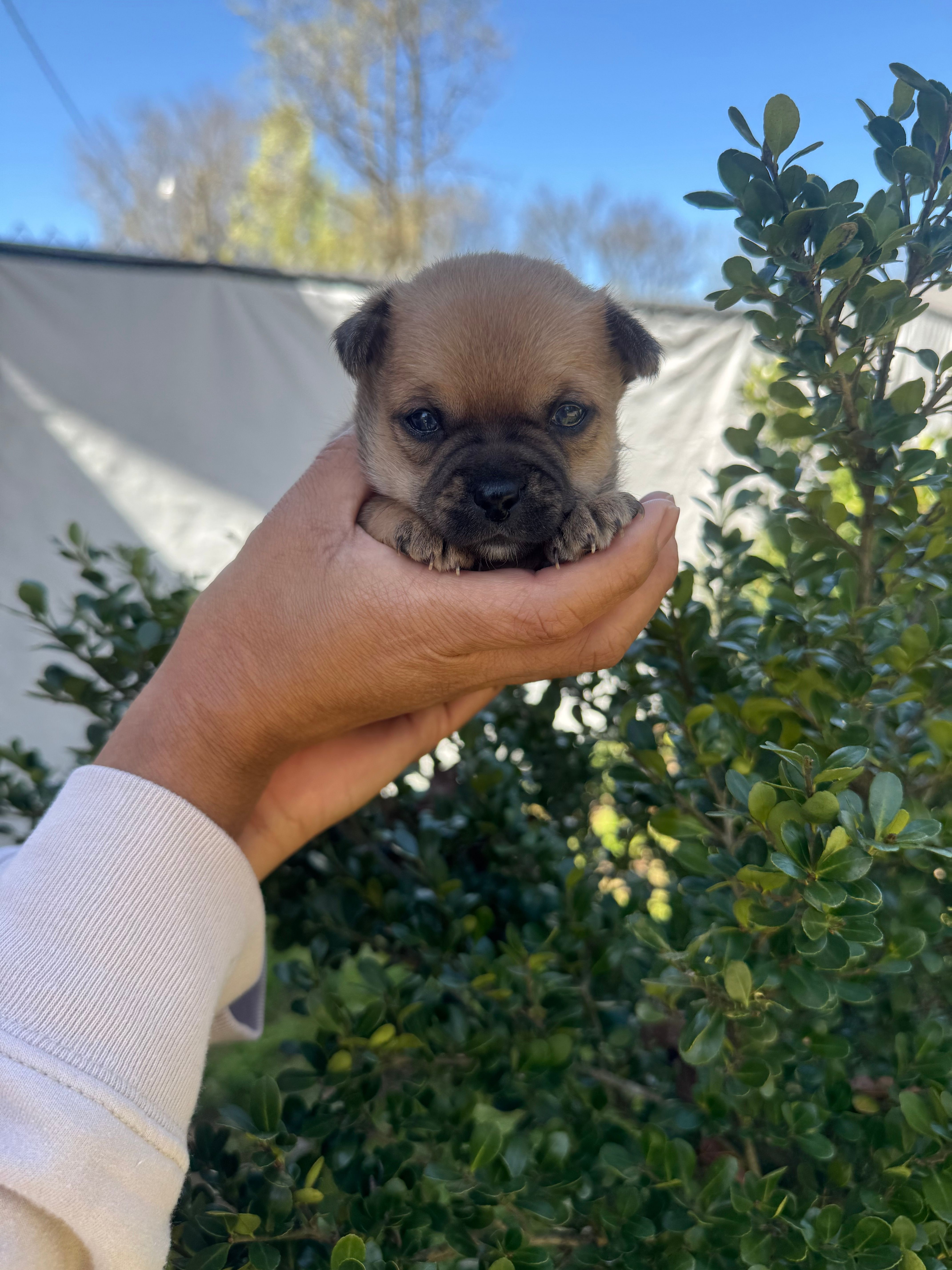 Peanut – Chihuahua puppy for sale in Summerville, GA