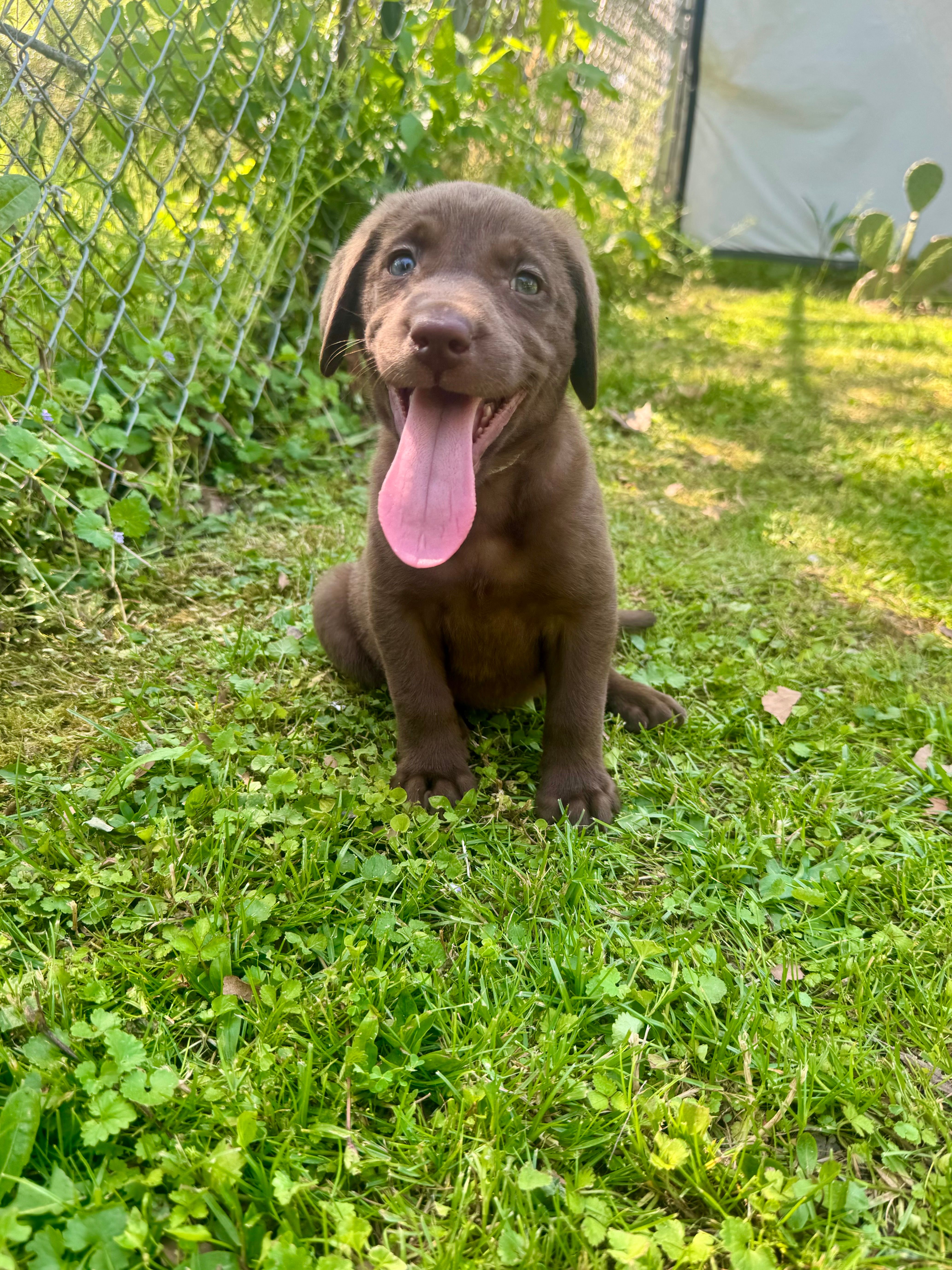 AKC. White Collar – Labrador Retriever puppy for sale in Summerville, GA