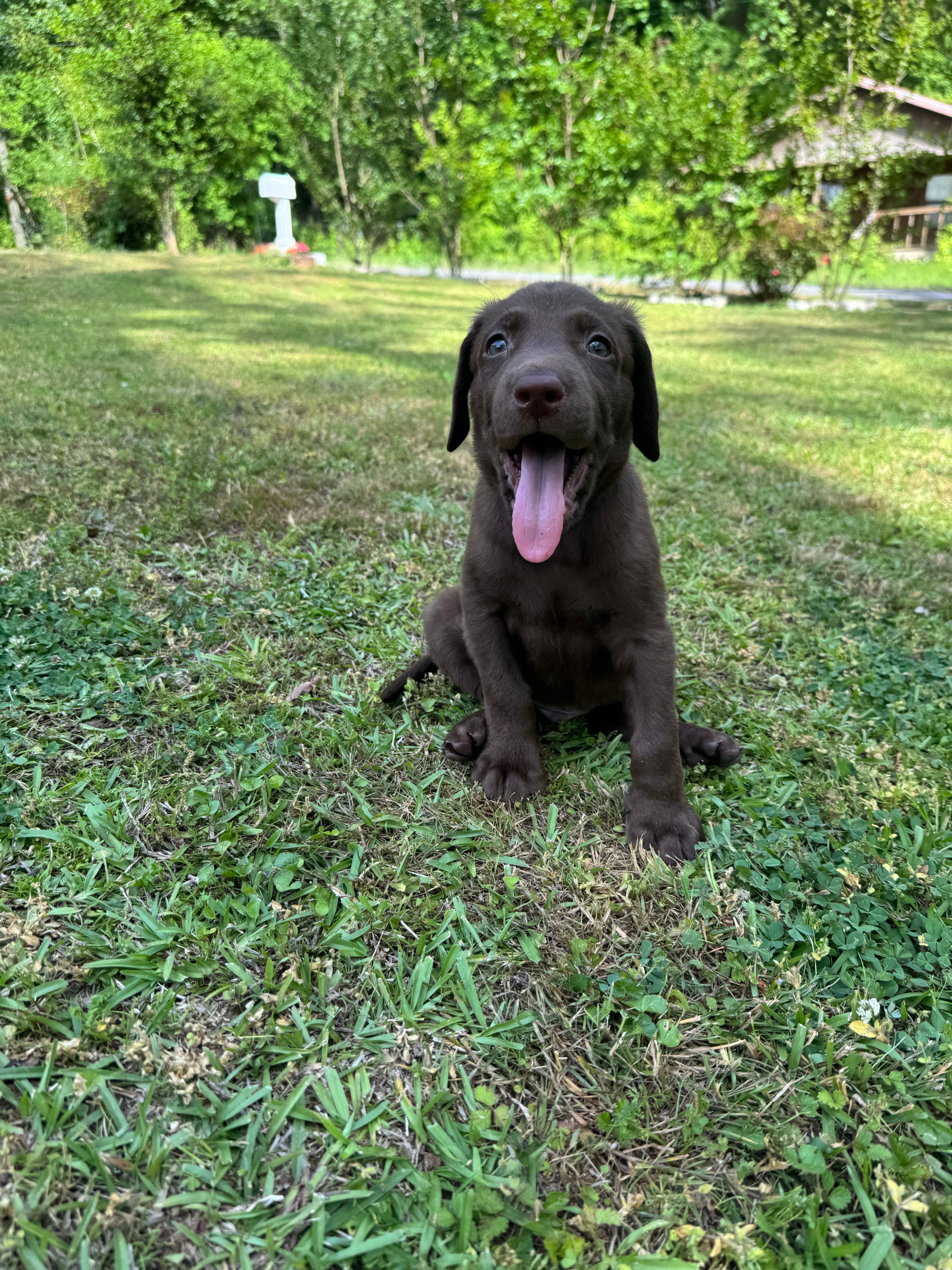 AKC. Black Collar  – Labrador Retriever puppy for sale in Summerville, GA