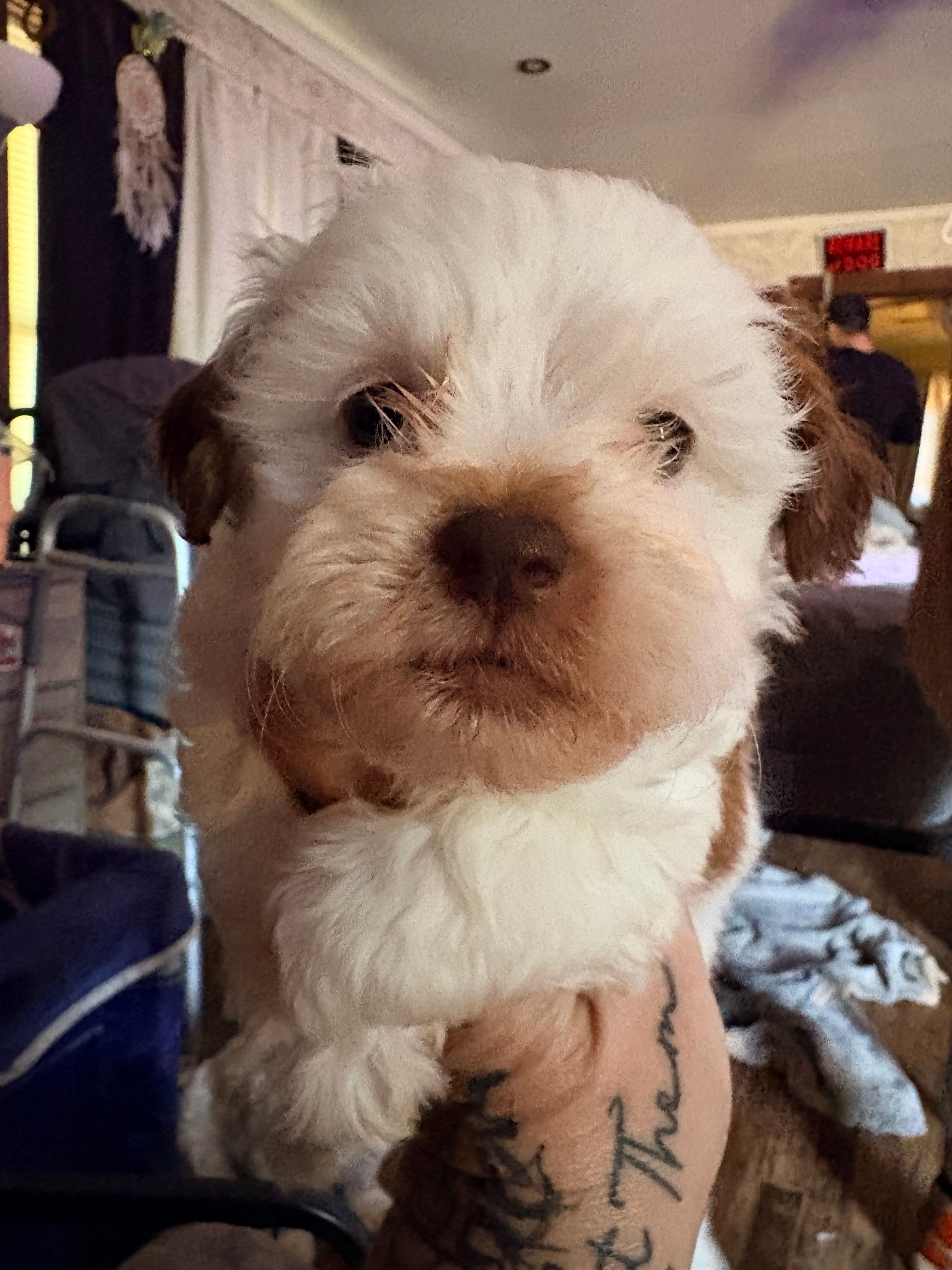 Cole – Shihpoo puppy for sale in Salisbury, NC