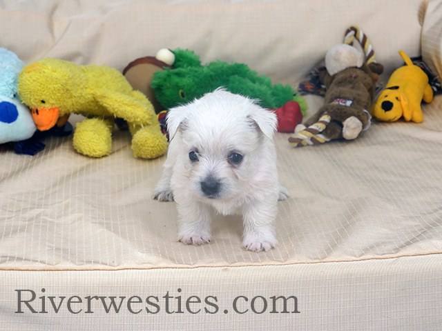 Emily AKC – West Highland White Terrier puppy for sale in Ogden, UT