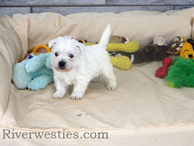 Dodger AKC – West Highland White Terrier puppy for sale in Ogden, UT