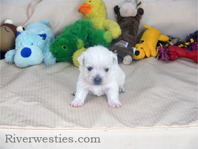 Emily AKC – West Highland White Terrier puppy for sale in Ogden, UT