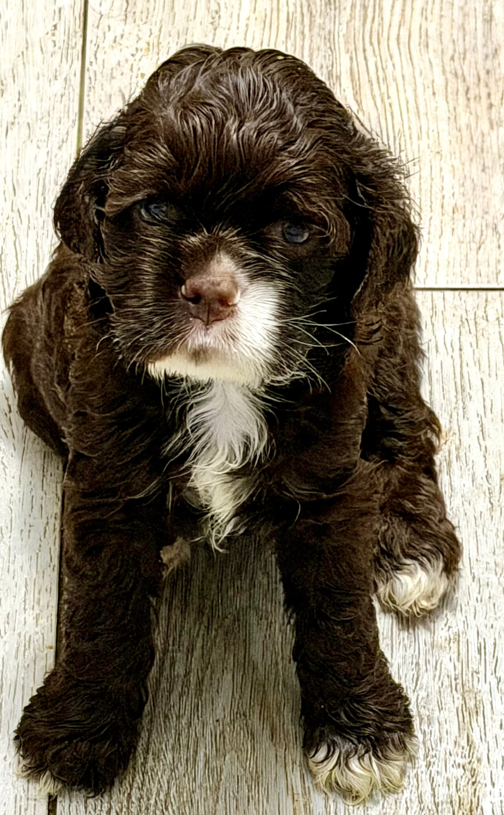 Brown boy  – Cocker Spaniel puppy for sale in Van, TX