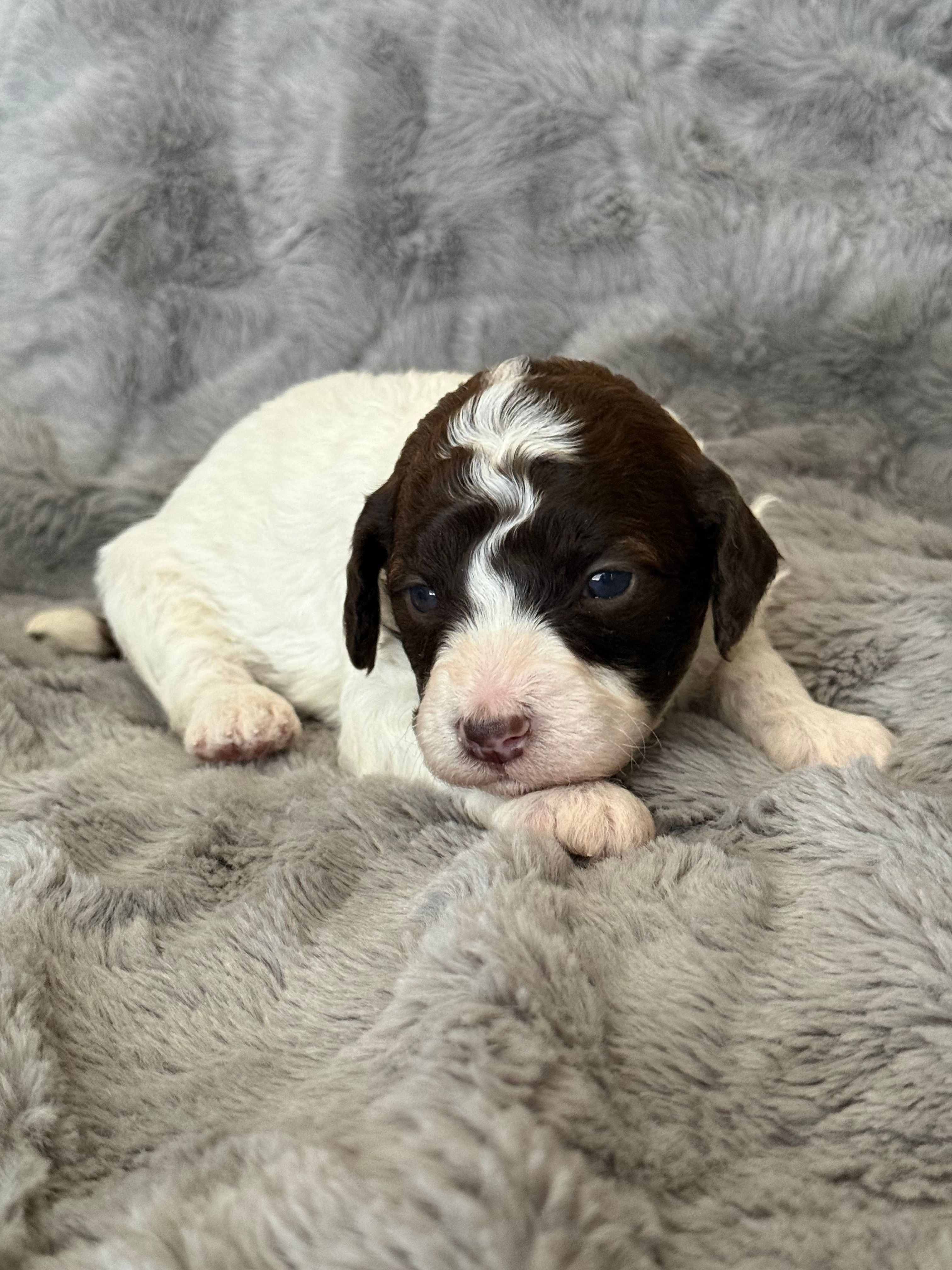 AKC Odin – Poodle - Miniature  puppy for sale in Tecumseh, OK