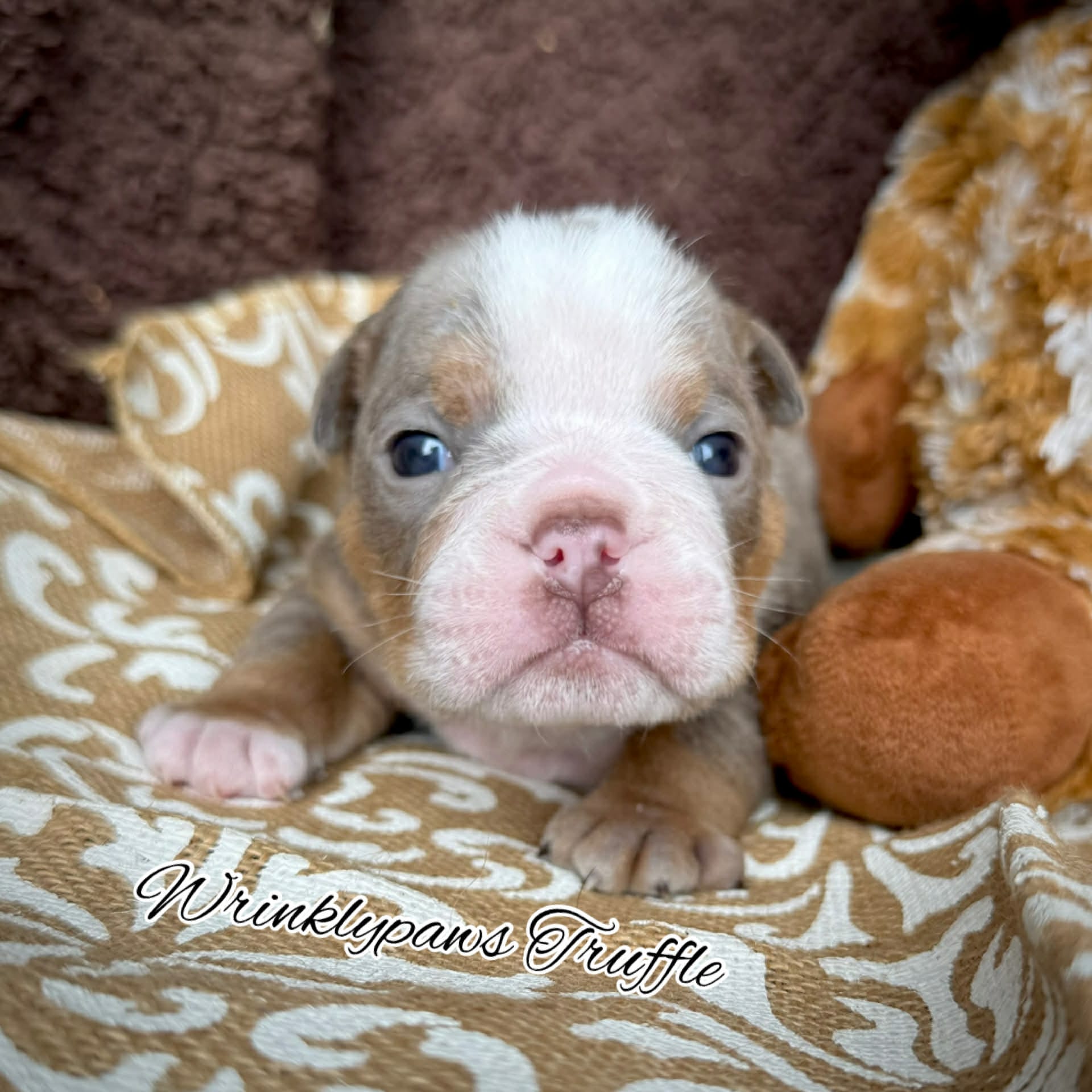 Truffle – English Bulldog puppy for sale in Findlay, OH