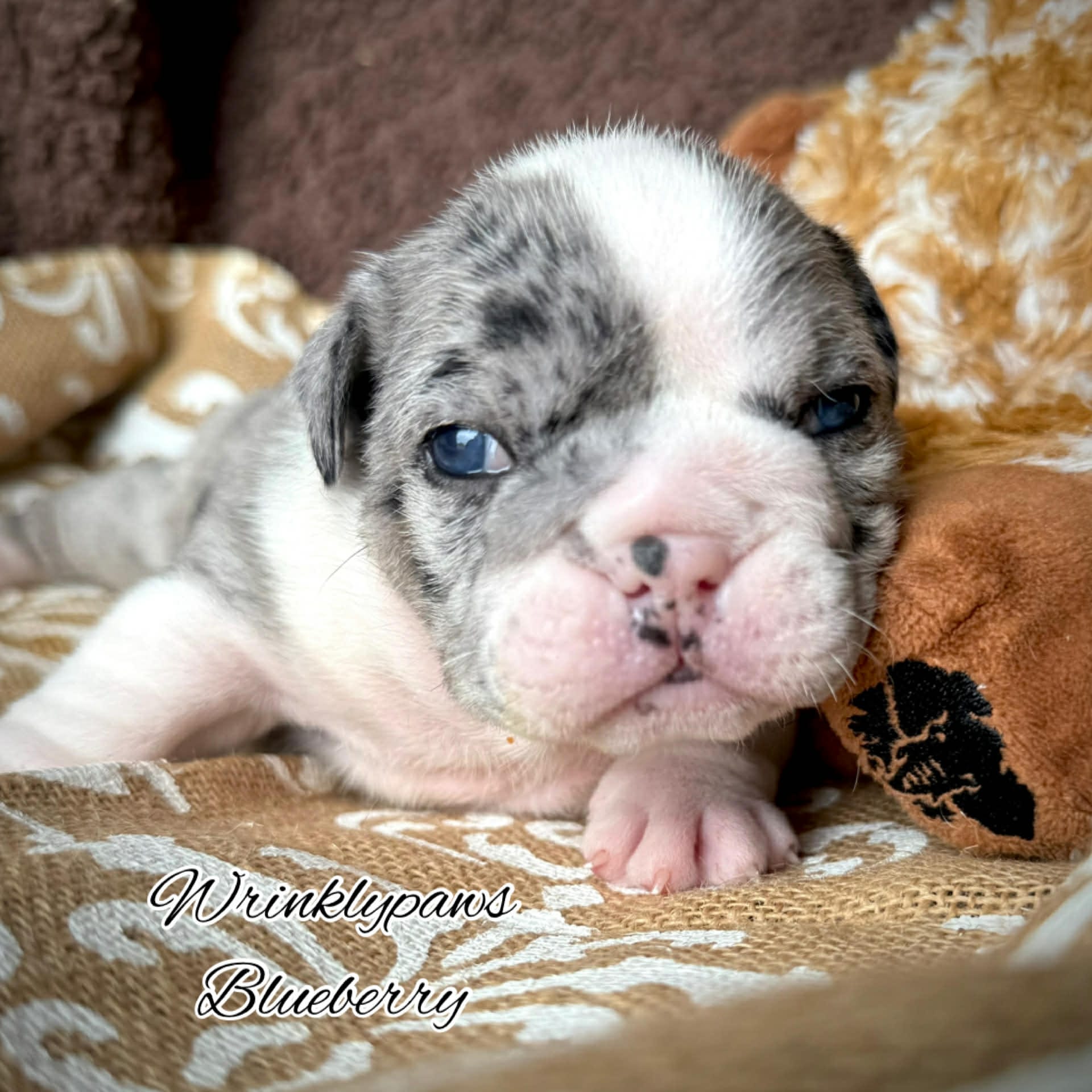 Blueberry – English Bulldog puppy for sale in Findlay, OH