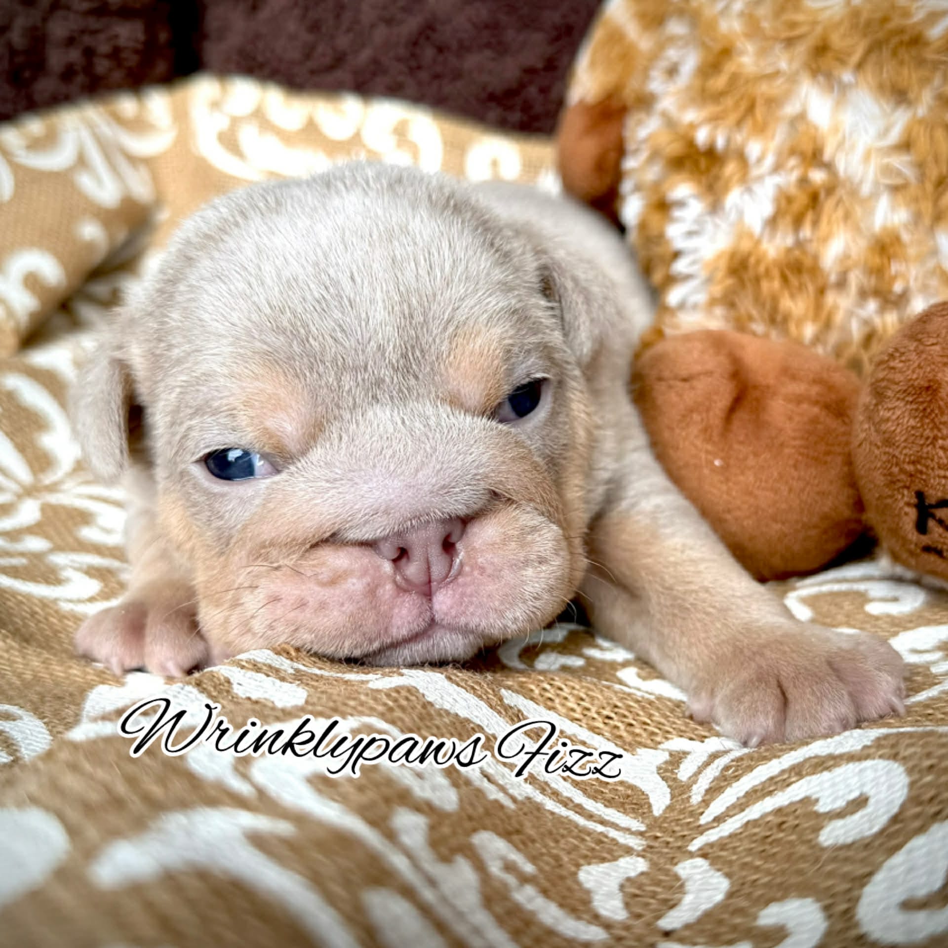 Fizz – English Bulldog puppy for sale in Findlay, OH