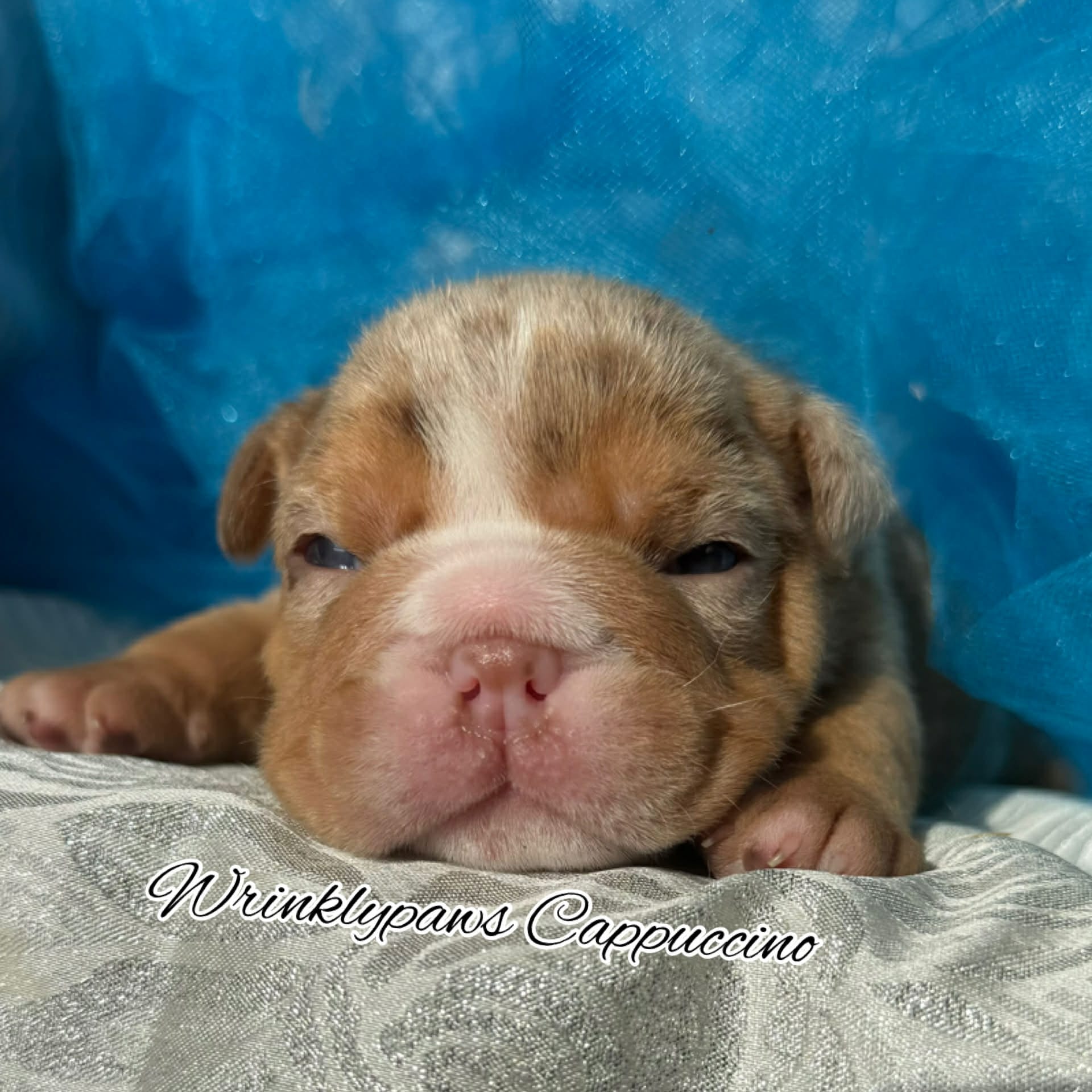 Cappuccino  – English Bulldog puppy for sale in Findlay, OH