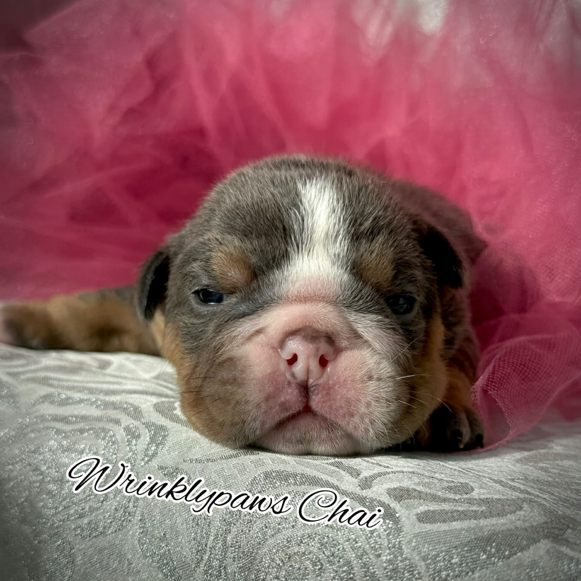 Chai – English Bulldog puppy for sale in Findlay, OH