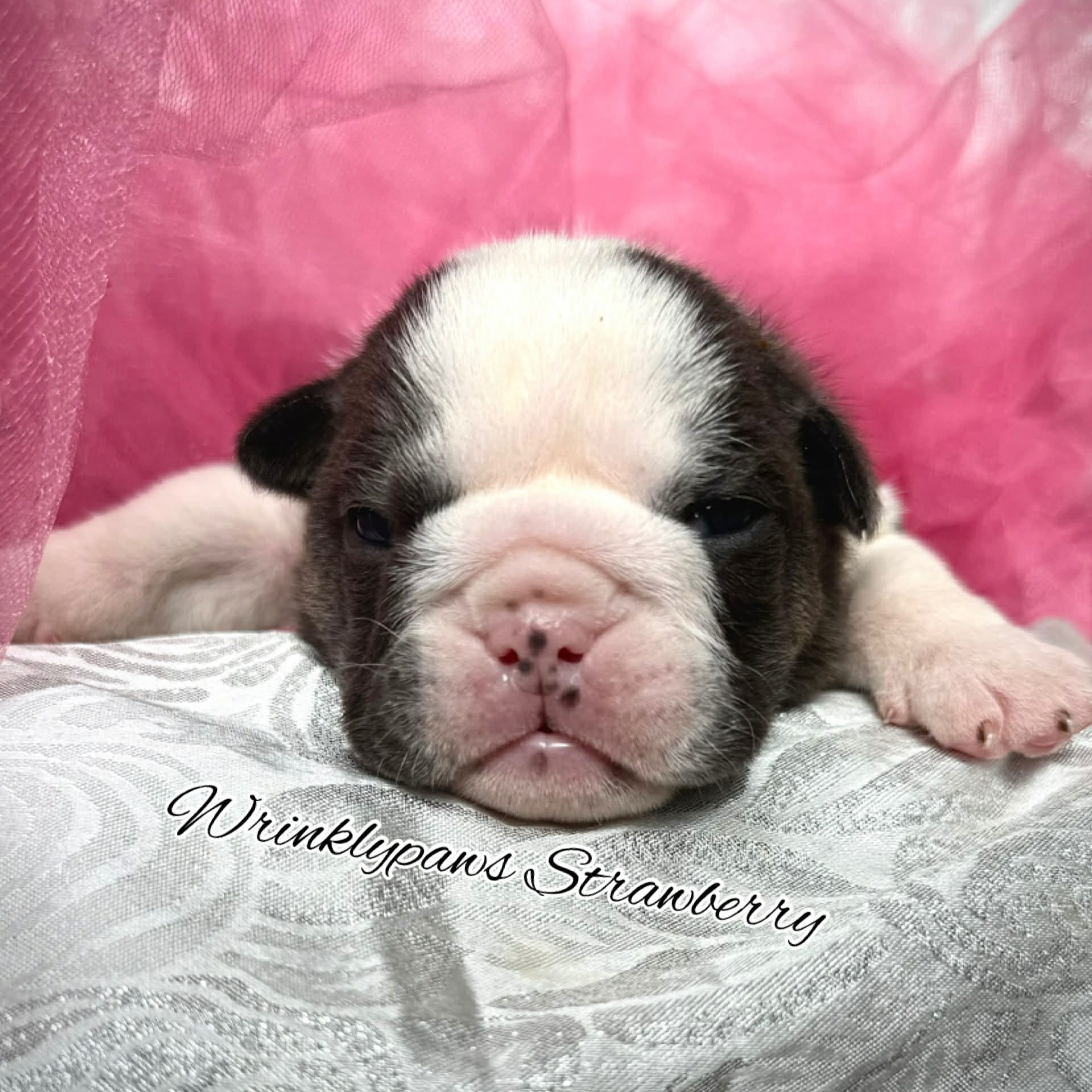Strawberry – English Bulldog puppy for sale in Findlay, OH
