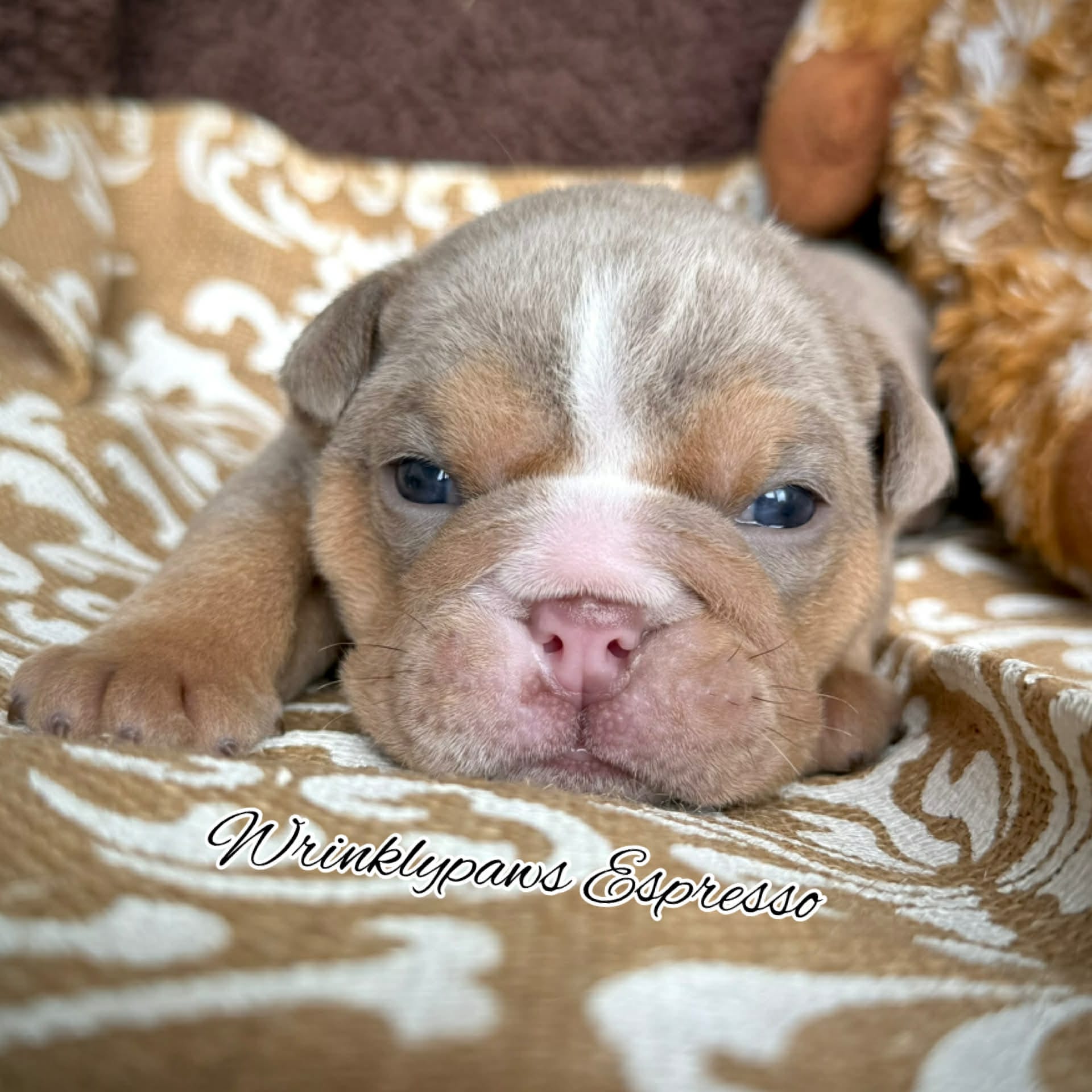 Espresso – English Bulldog puppy for sale in Findlay, OH