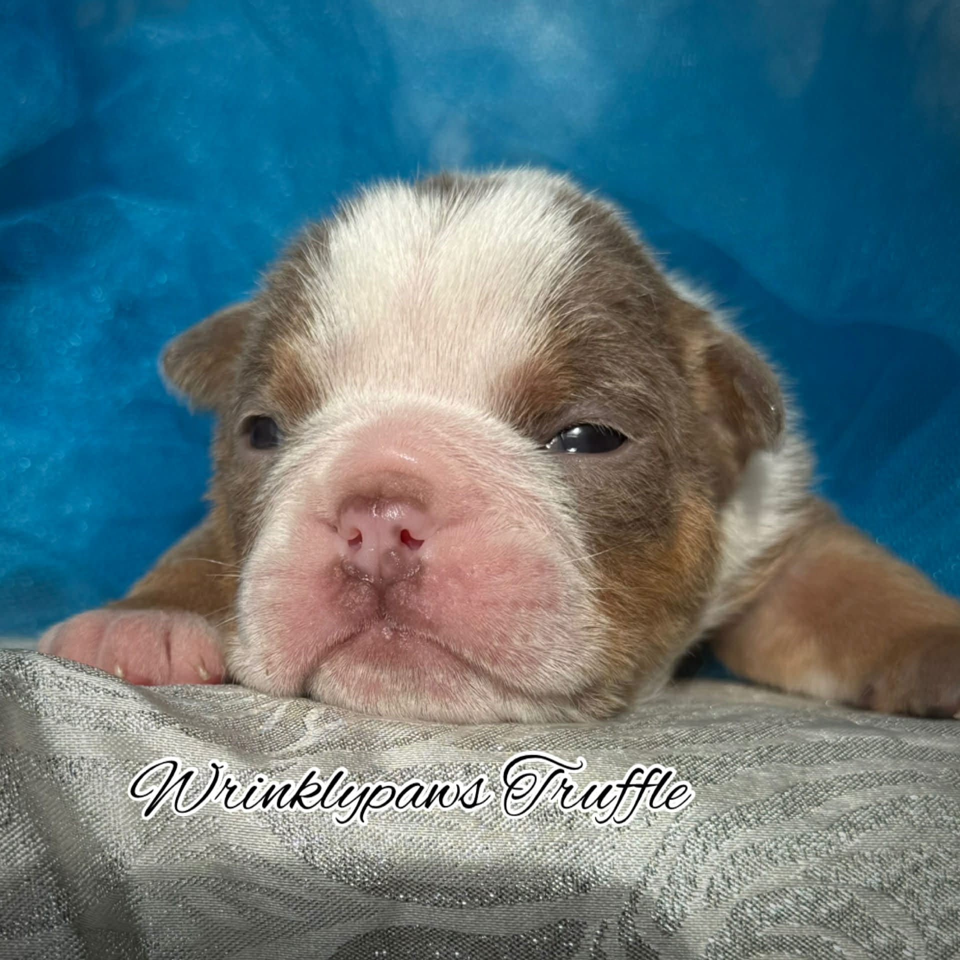 Truffle – English Bulldog puppy for sale in Findlay, OH