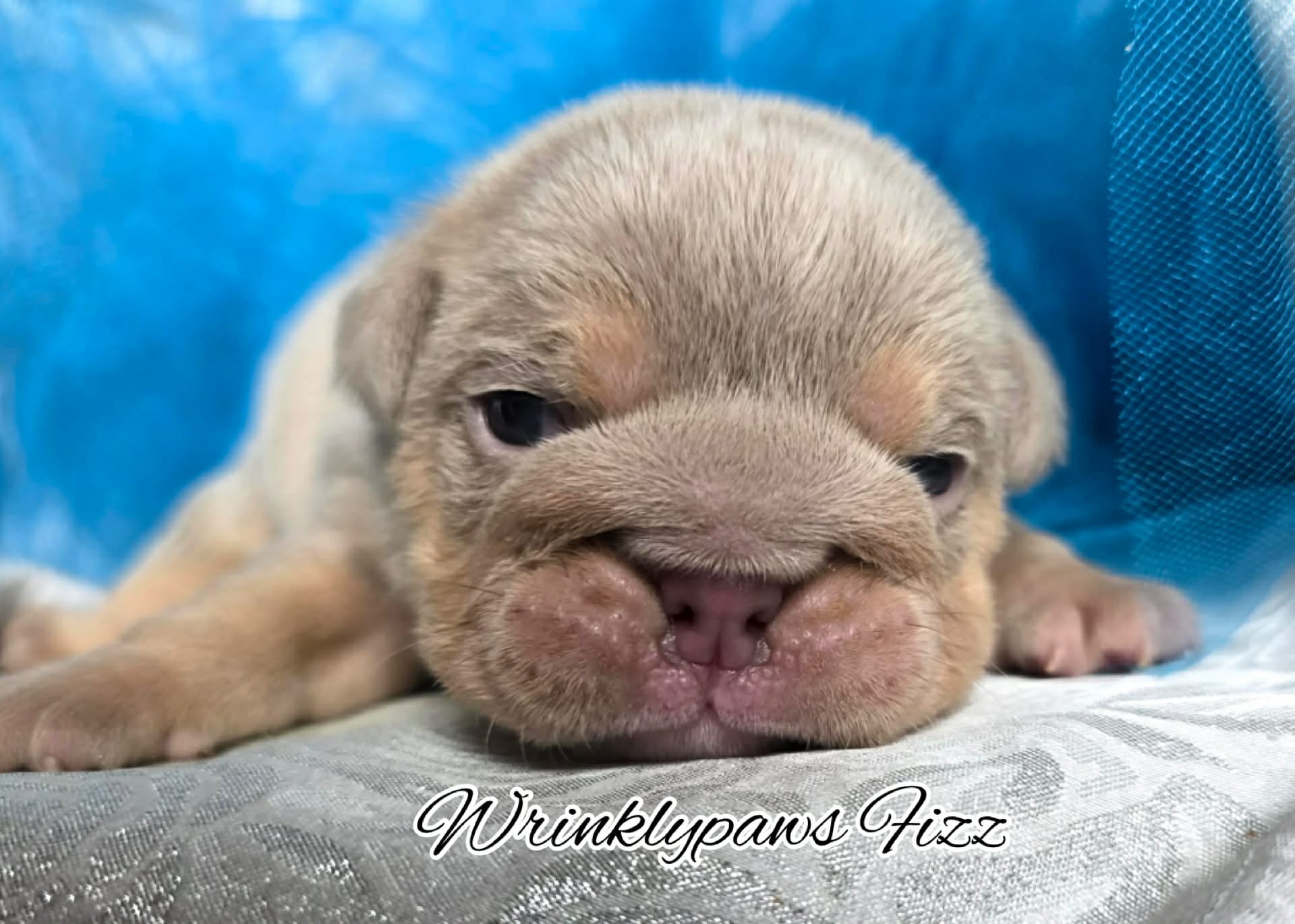 Fizz – English Bulldog puppy for sale in Findlay, OH