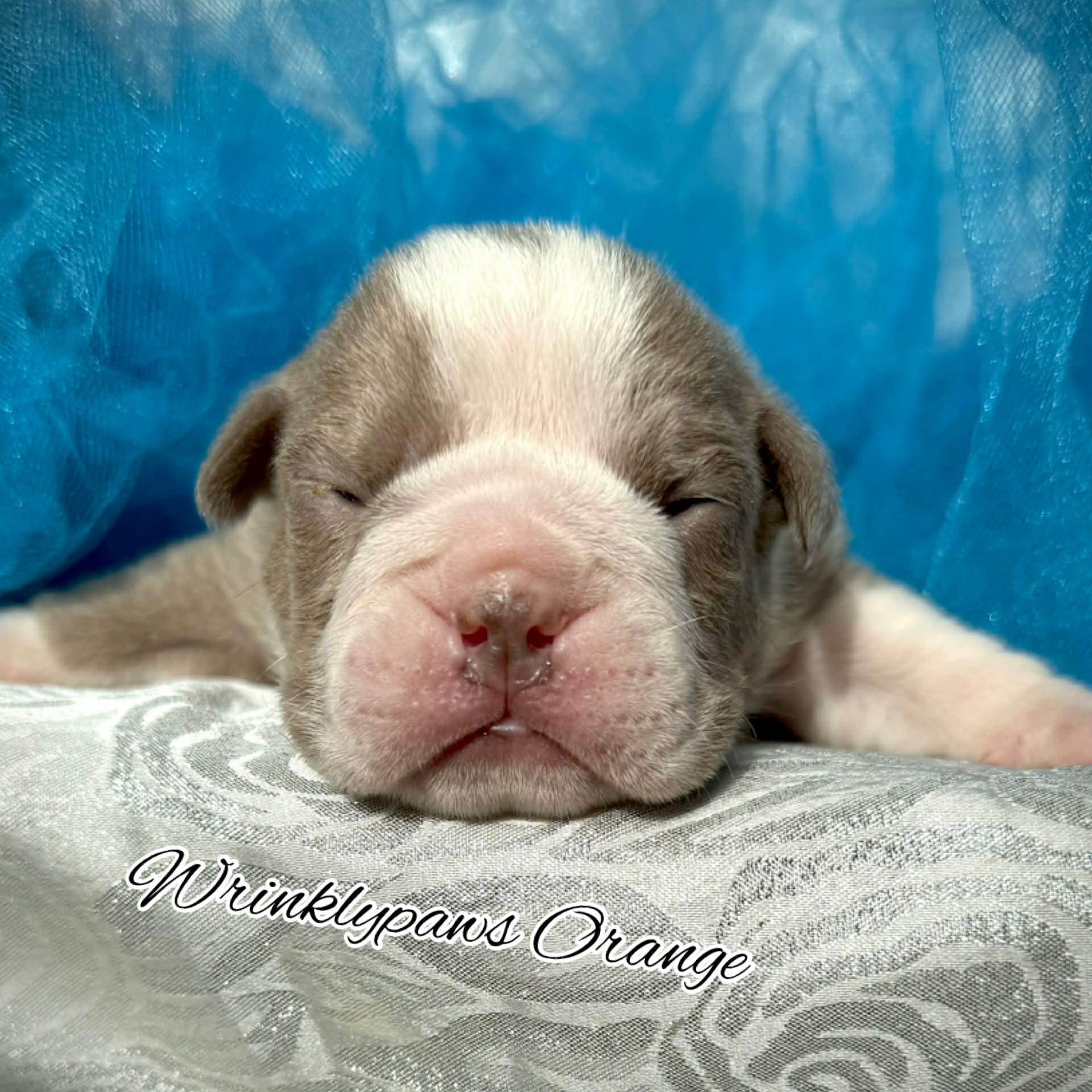 Orange – English Bulldog puppy for sale in Findlay, OH
