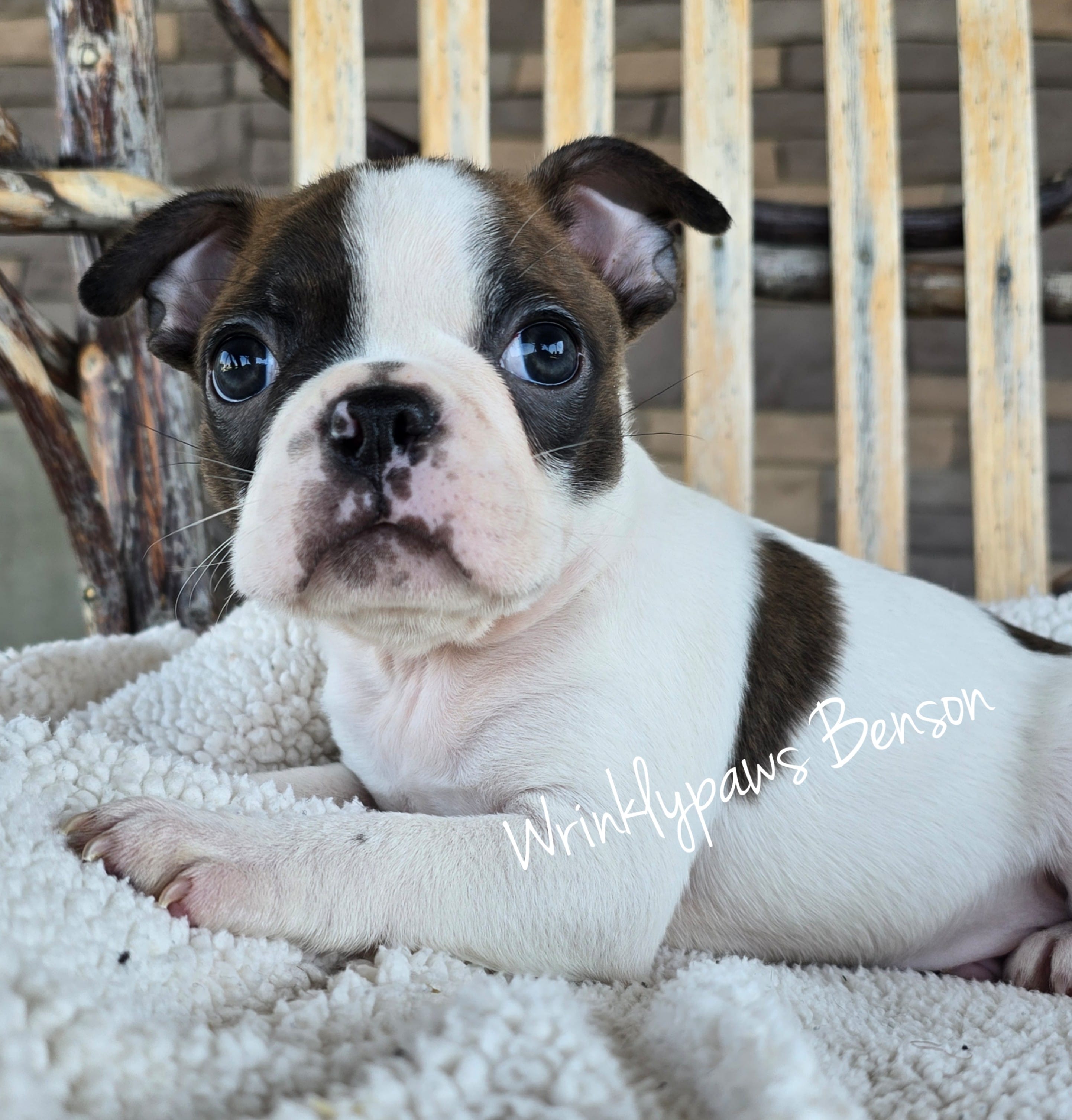 Benson – Boston Terrier puppy for sale in Findlay, OH