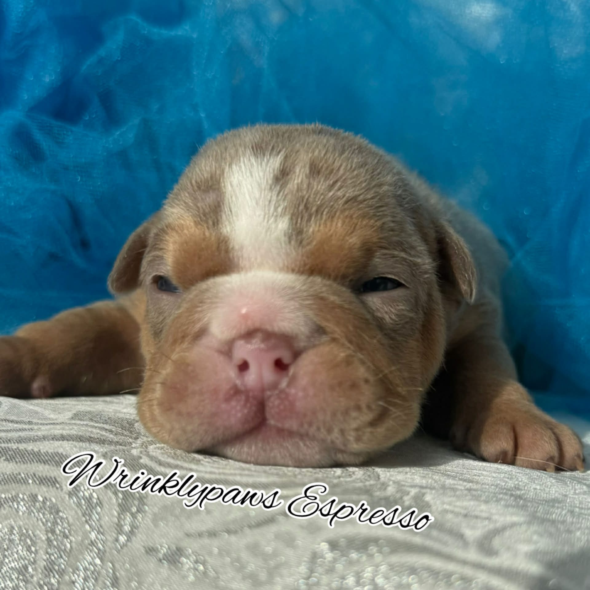 Espresso – English Bulldog puppy for sale in Findlay, OH