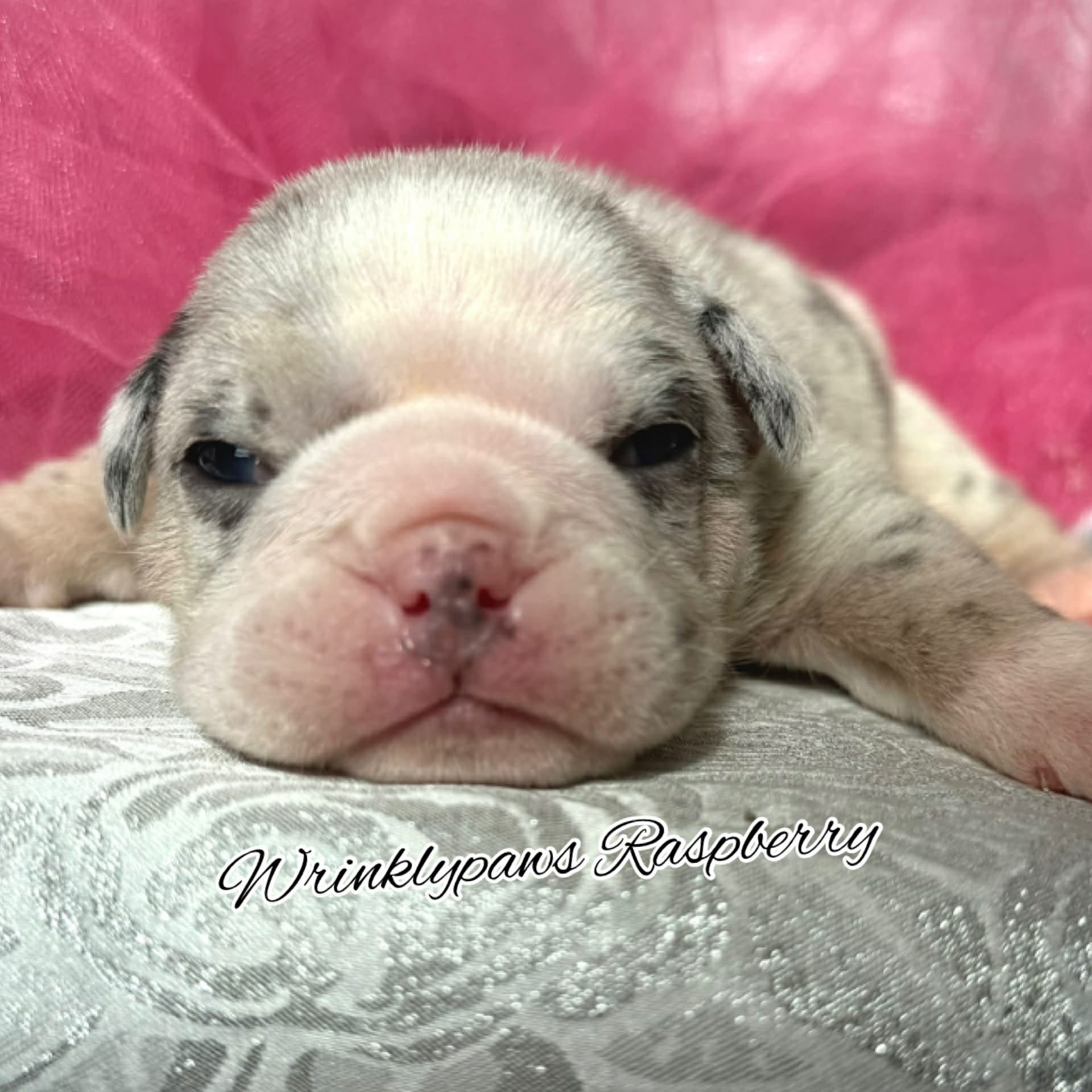 Raspberry  – English Bulldog puppy for sale in Findlay, OH