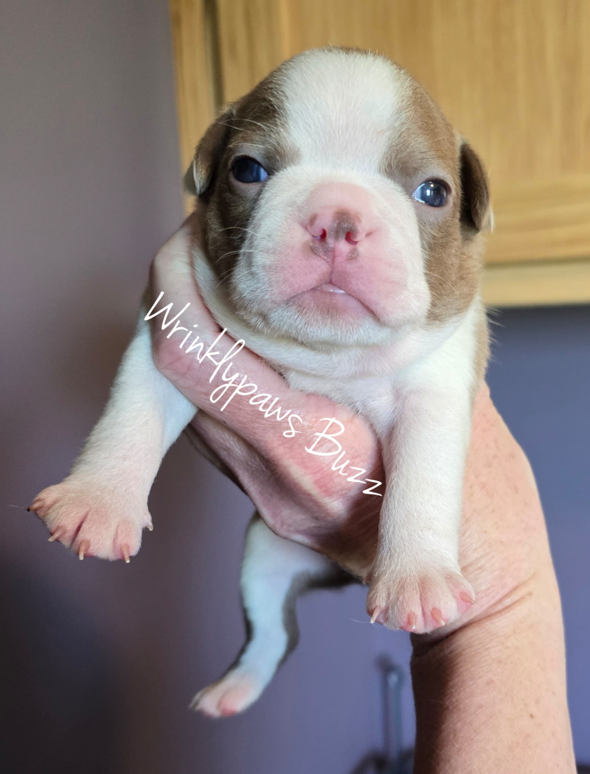Buzz – Boston Terrier puppy for sale in Findlay, OH