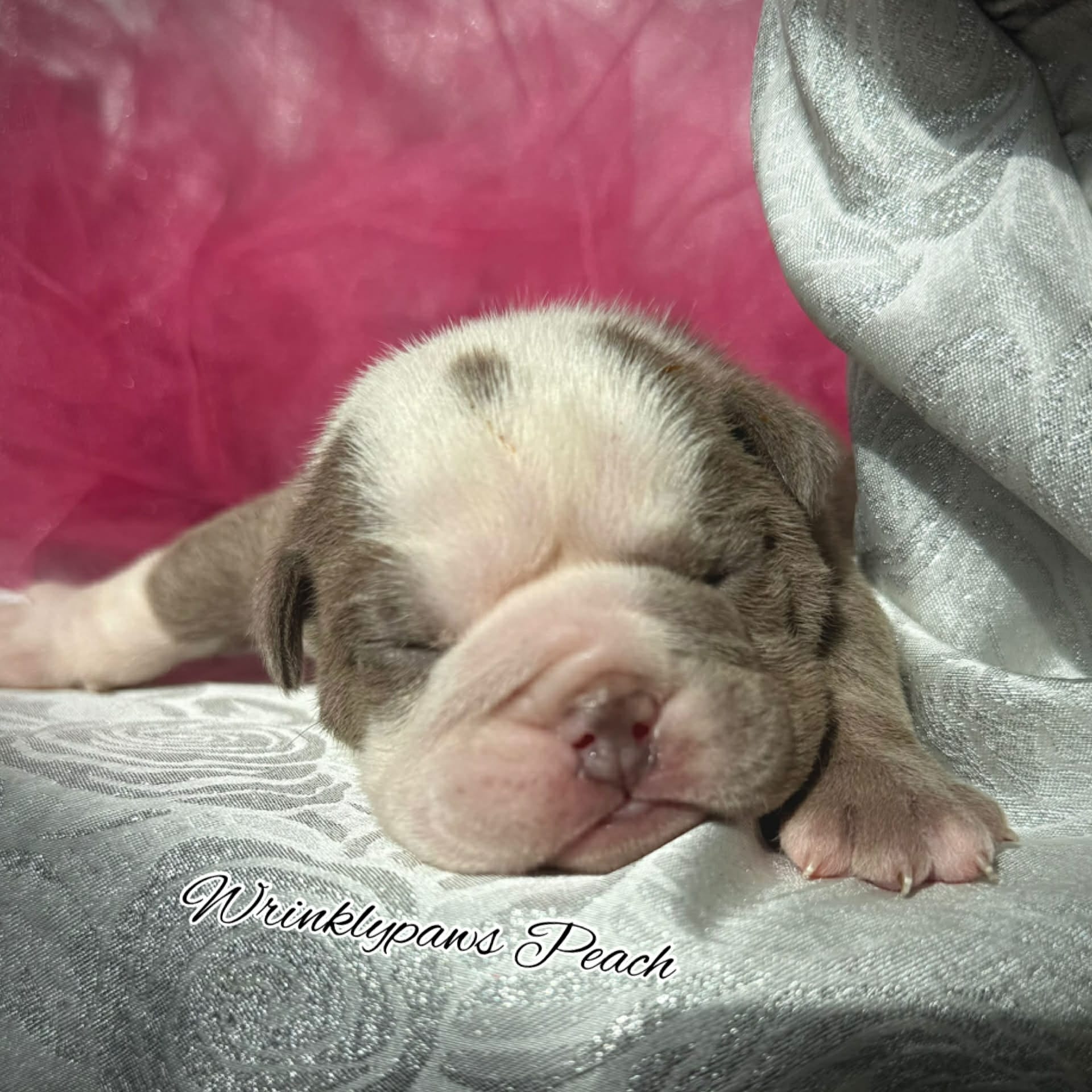 Peach – English Bulldog puppy for sale in Findlay, OH