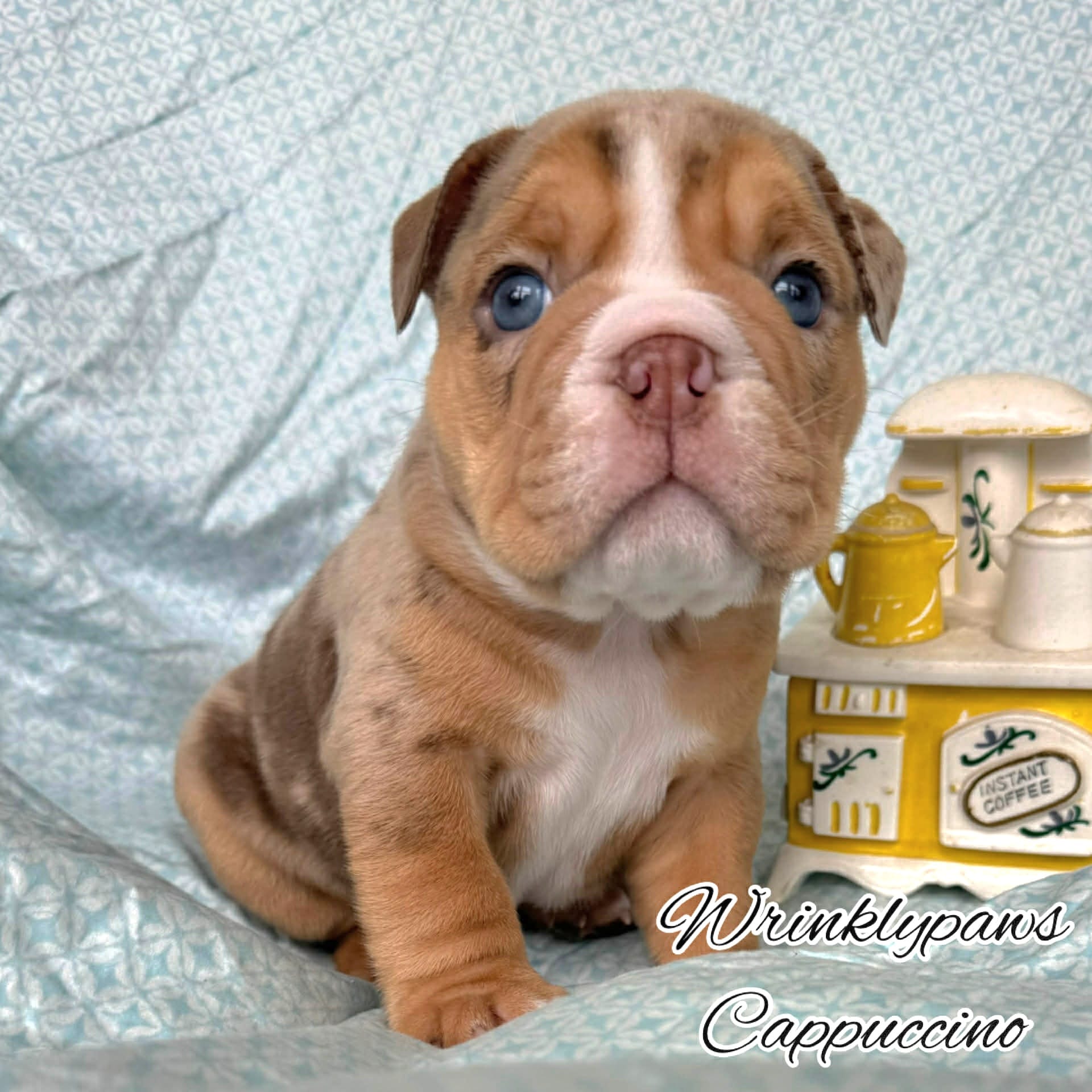 Cappuccino  – English Bulldog puppy for sale in Findlay, OH