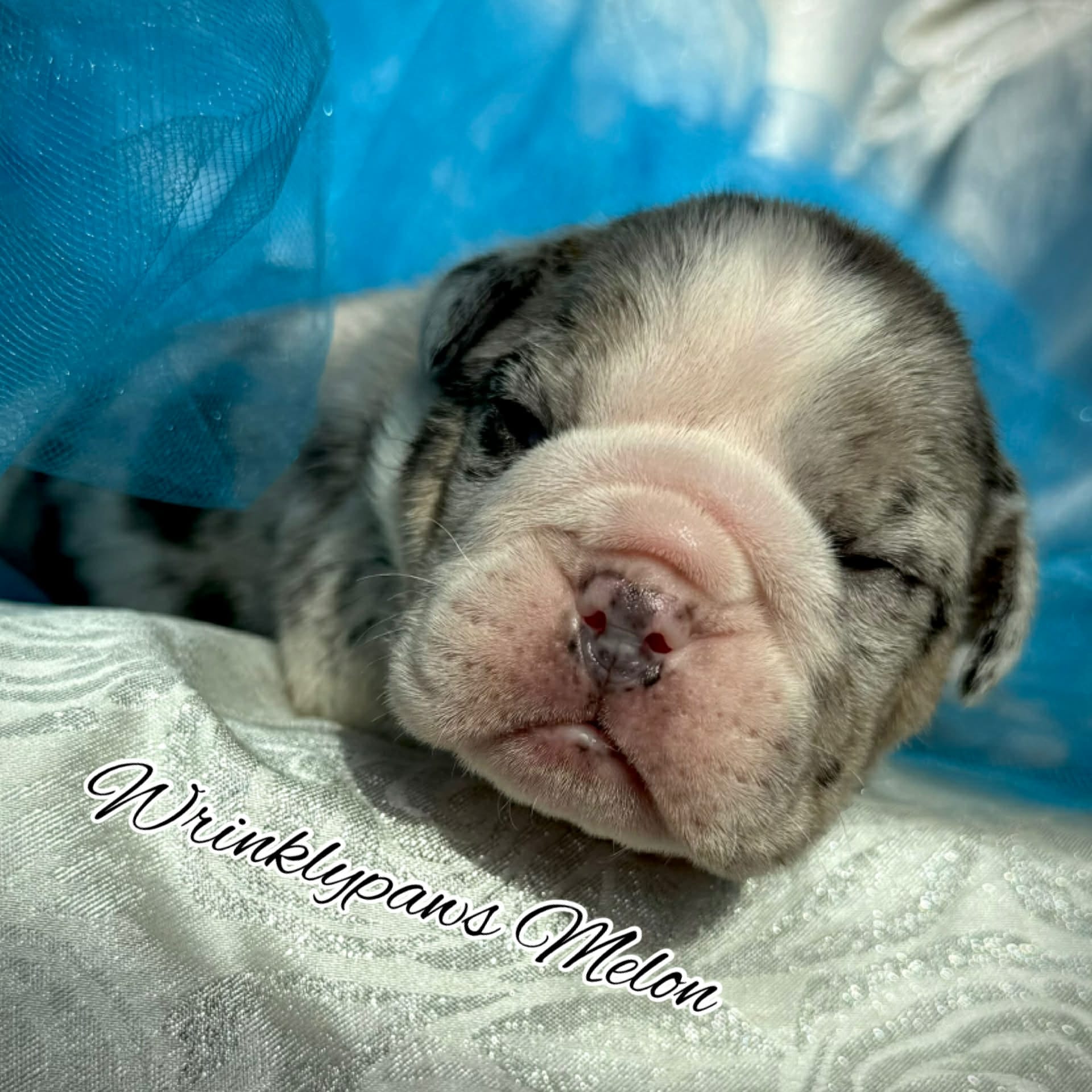 Melon – English Bulldog puppy for sale in Findlay, OH