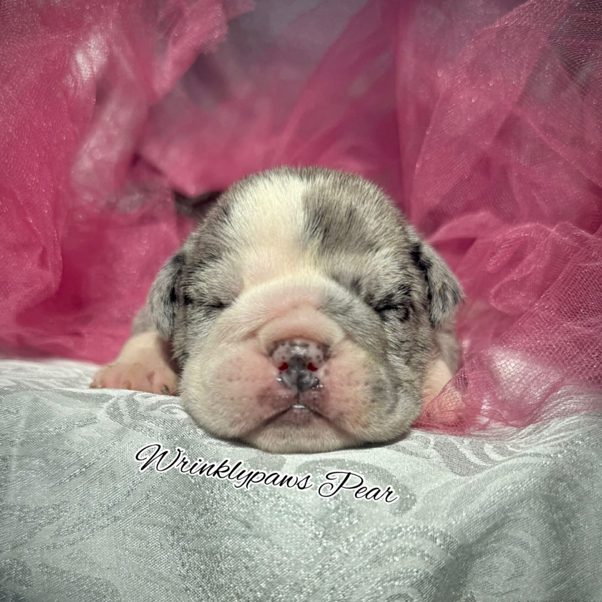 Pear – English Bulldog puppy for sale in Findlay, OH
