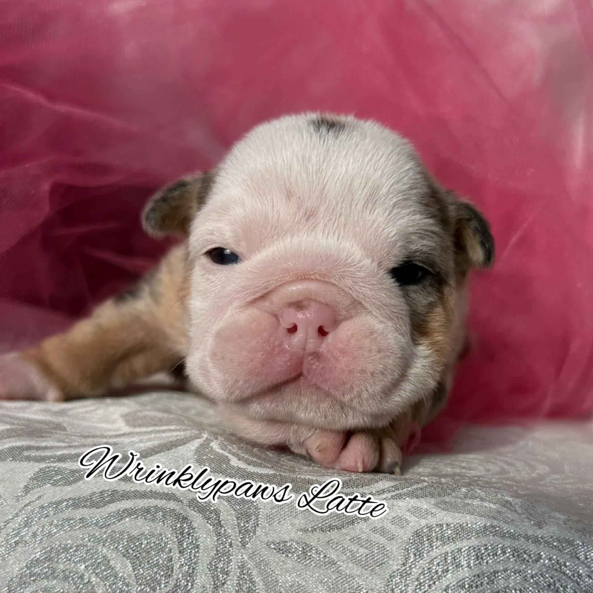 Latte – English Bulldog puppy for sale in Findlay, OH