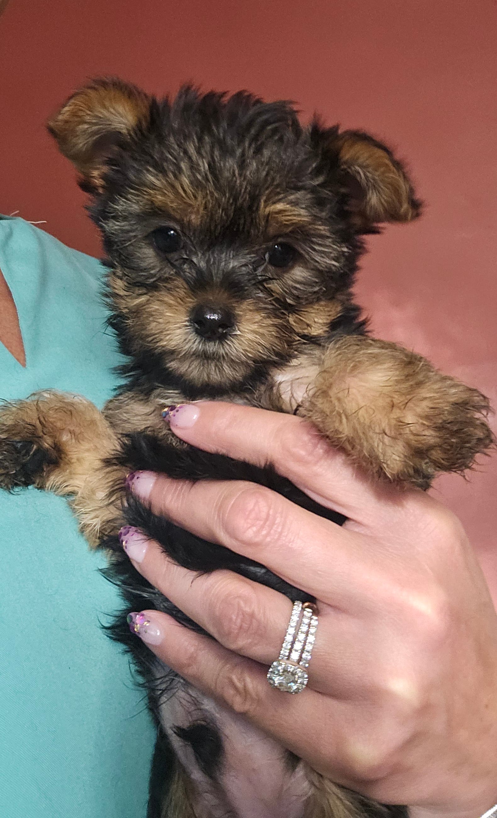 Trevor AKC – Yorkshire Terrier puppy for sale in Gastonia, NC