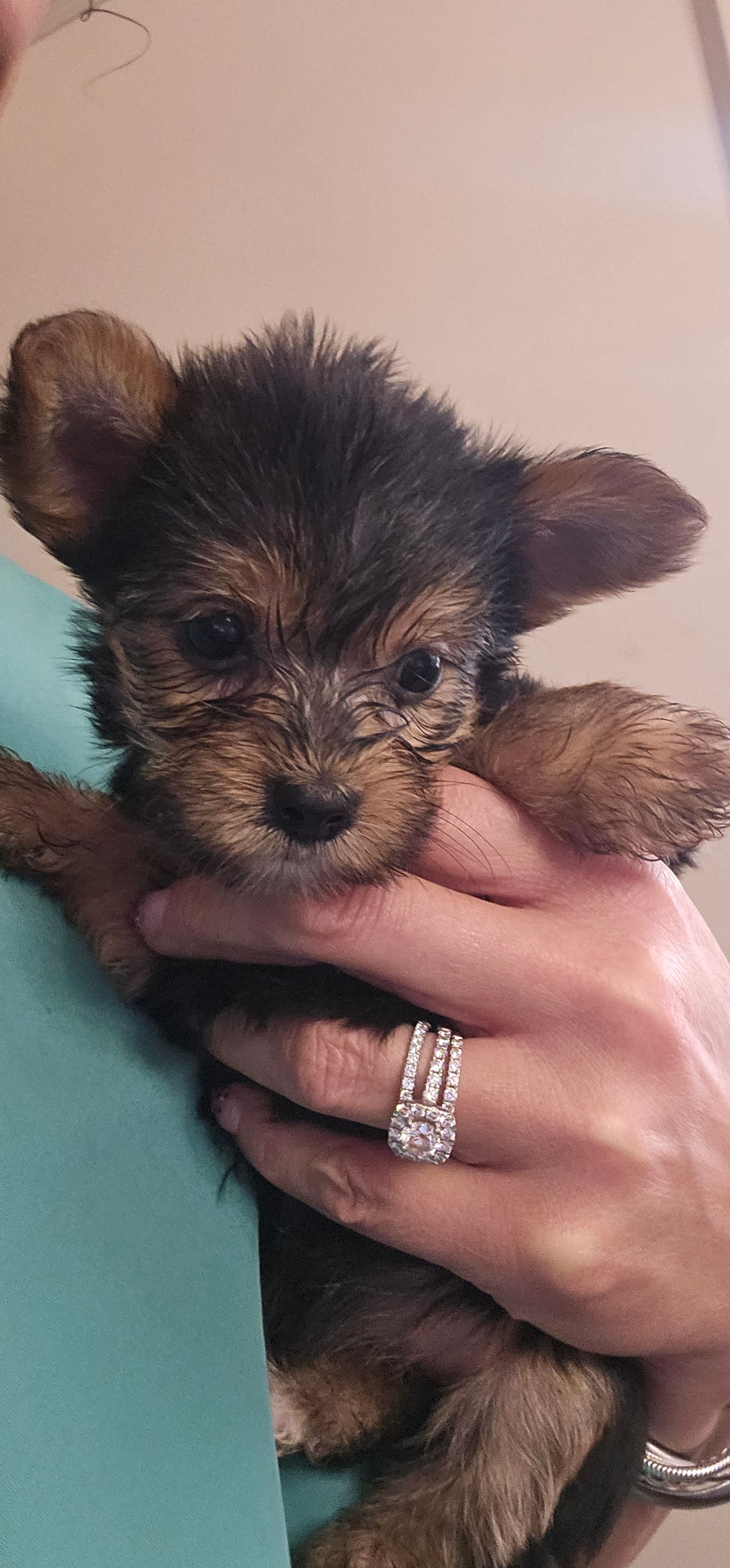 CKC Purple girl – Yorkshire Terrier puppy for sale in Gastonia, NC