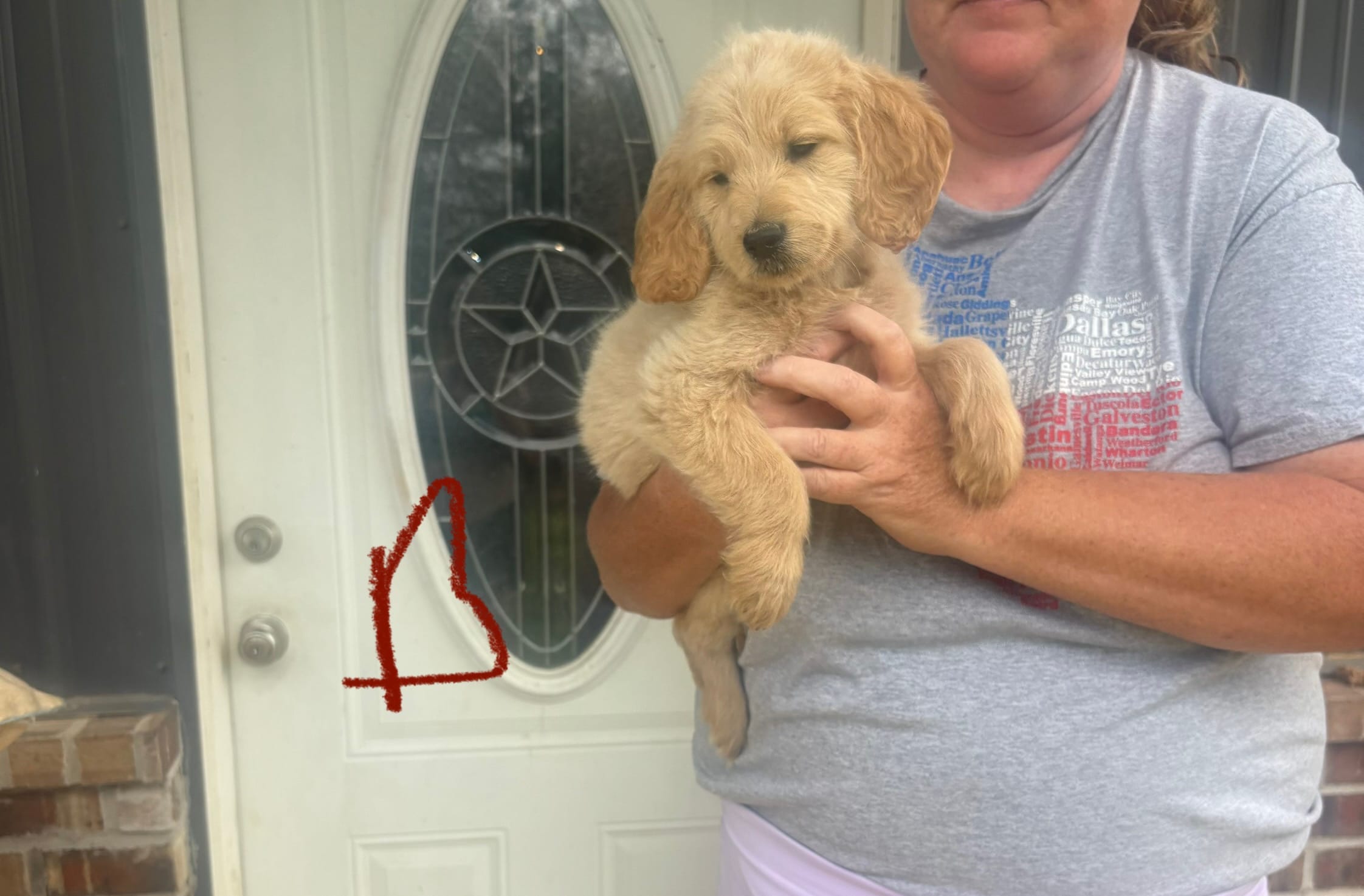 Max – Goldendoodle puppy for sale in De Kalb, TX