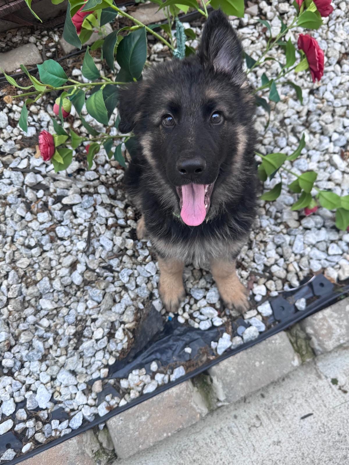 Sabi – German Shepherd Dog puppy for sale in Newark, NJ