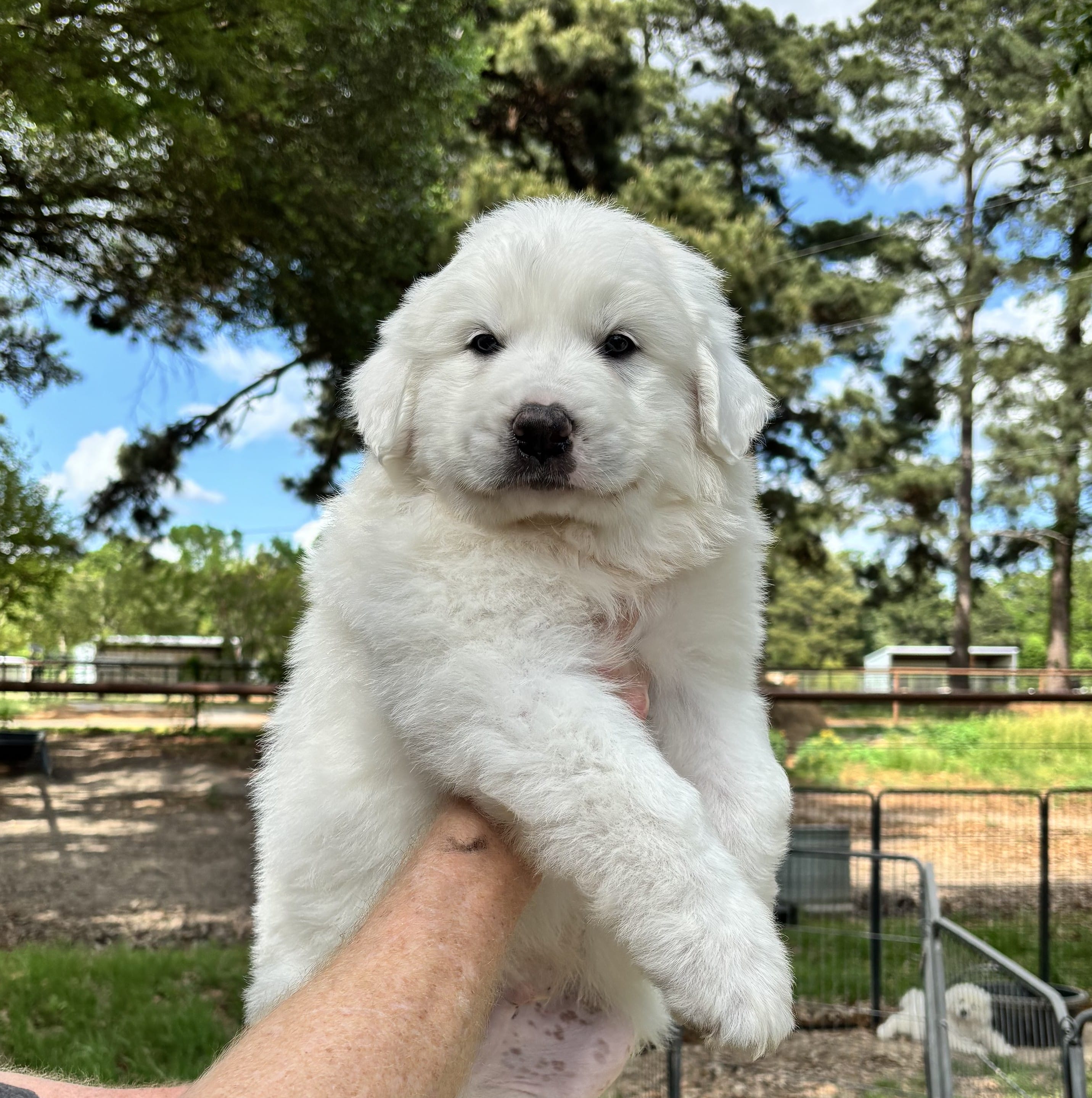 Bumble  – Great Pyrenees puppy for sale in LaRue, TX