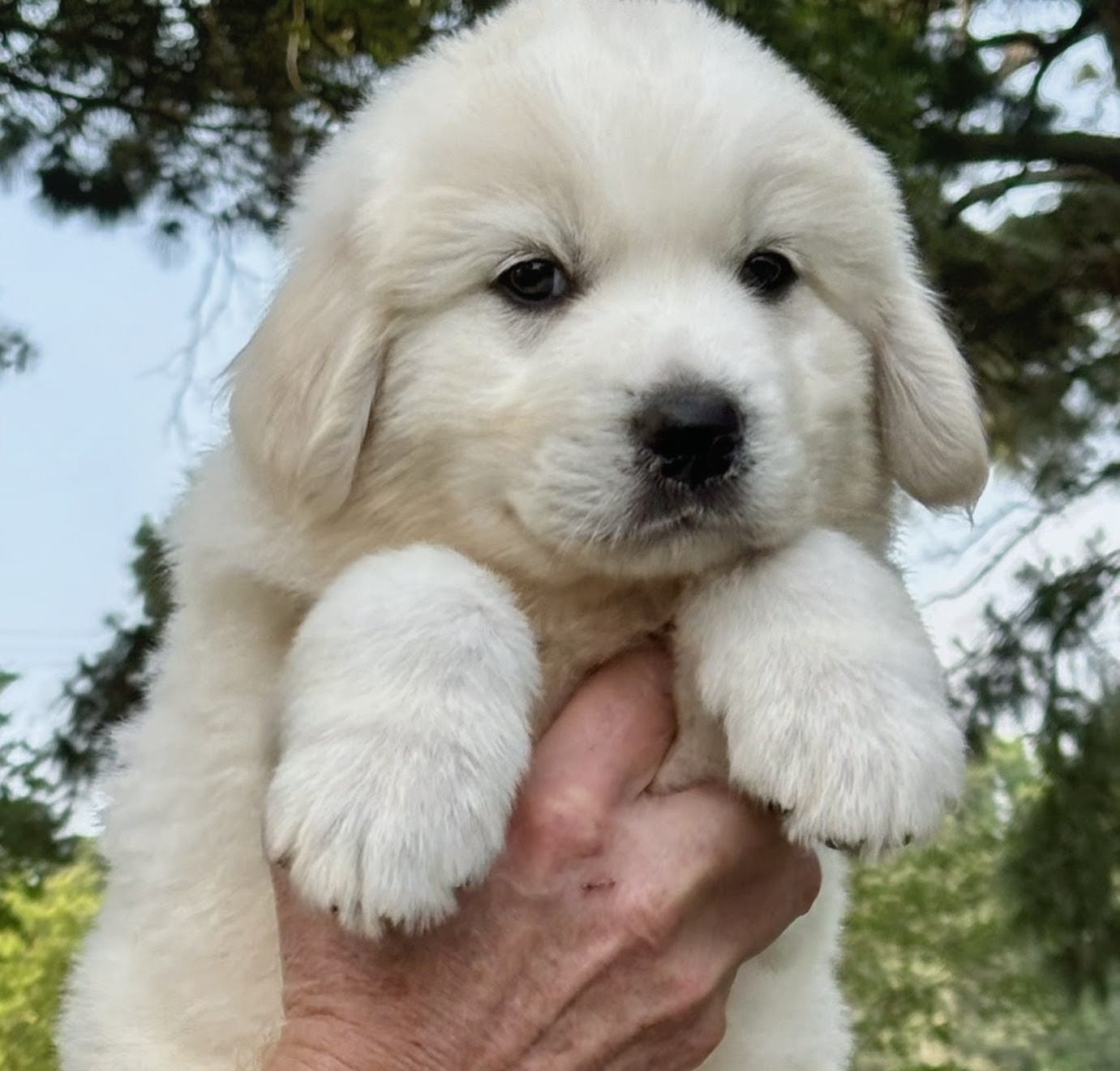 Bingo  – Great Pyrenees puppy for sale in LaRue, TX