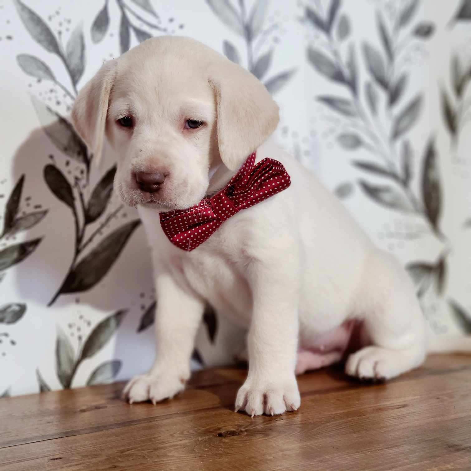 AKC FULL ENGLISH LAB PUPPY(RED COLLAR) – Labrador Retriever puppy for sale in Carson City, MI