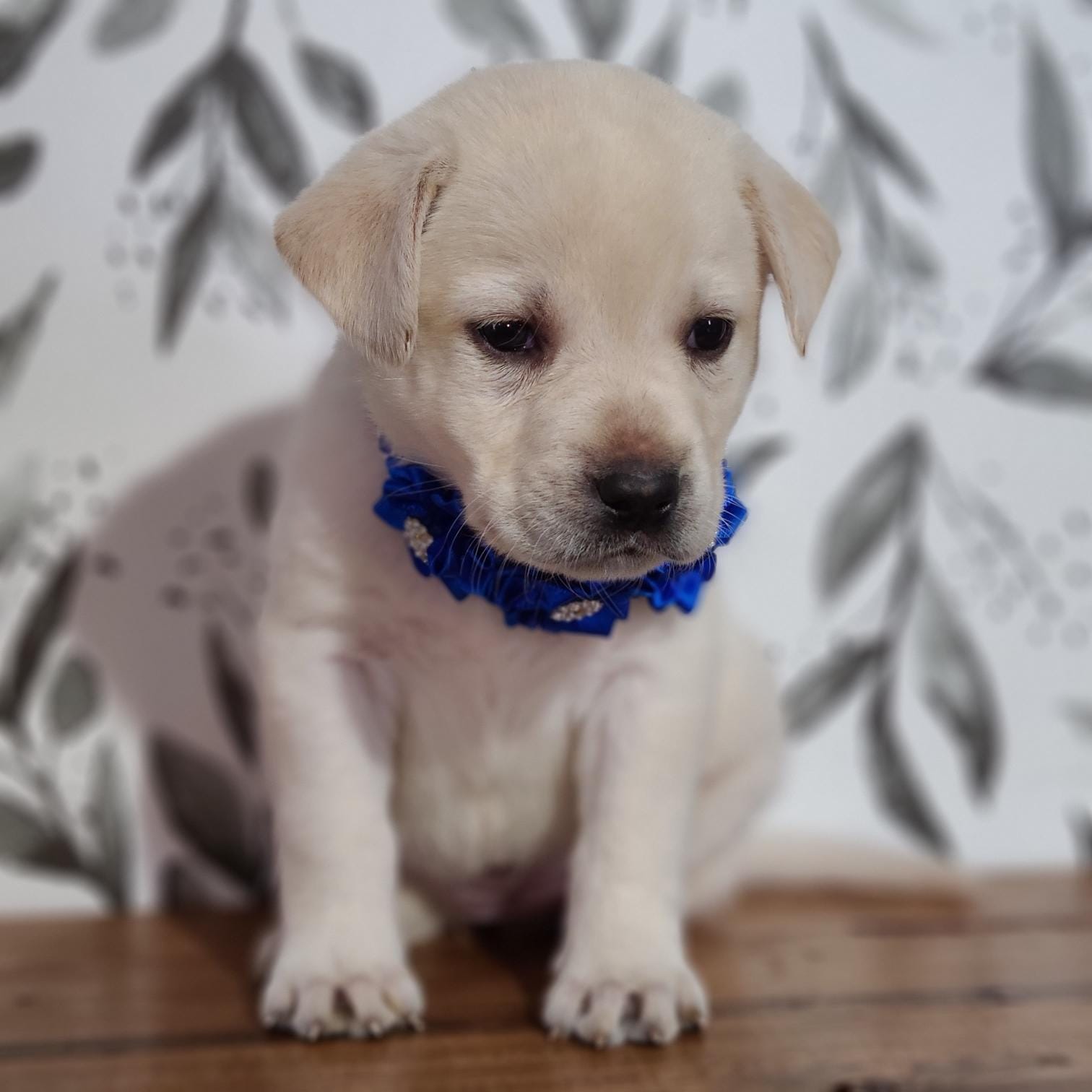 FFULL ENGLISH AKC DARK BLUE FEMALE – Labrador Retriever puppy for sale in Carson City, MI